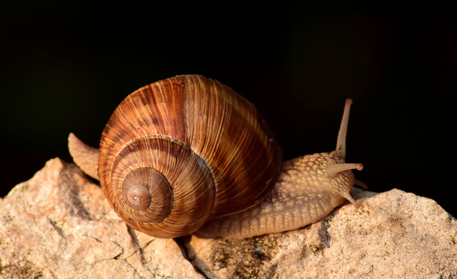 Nikon D3300 sample photo. Snail, close up, shell photography