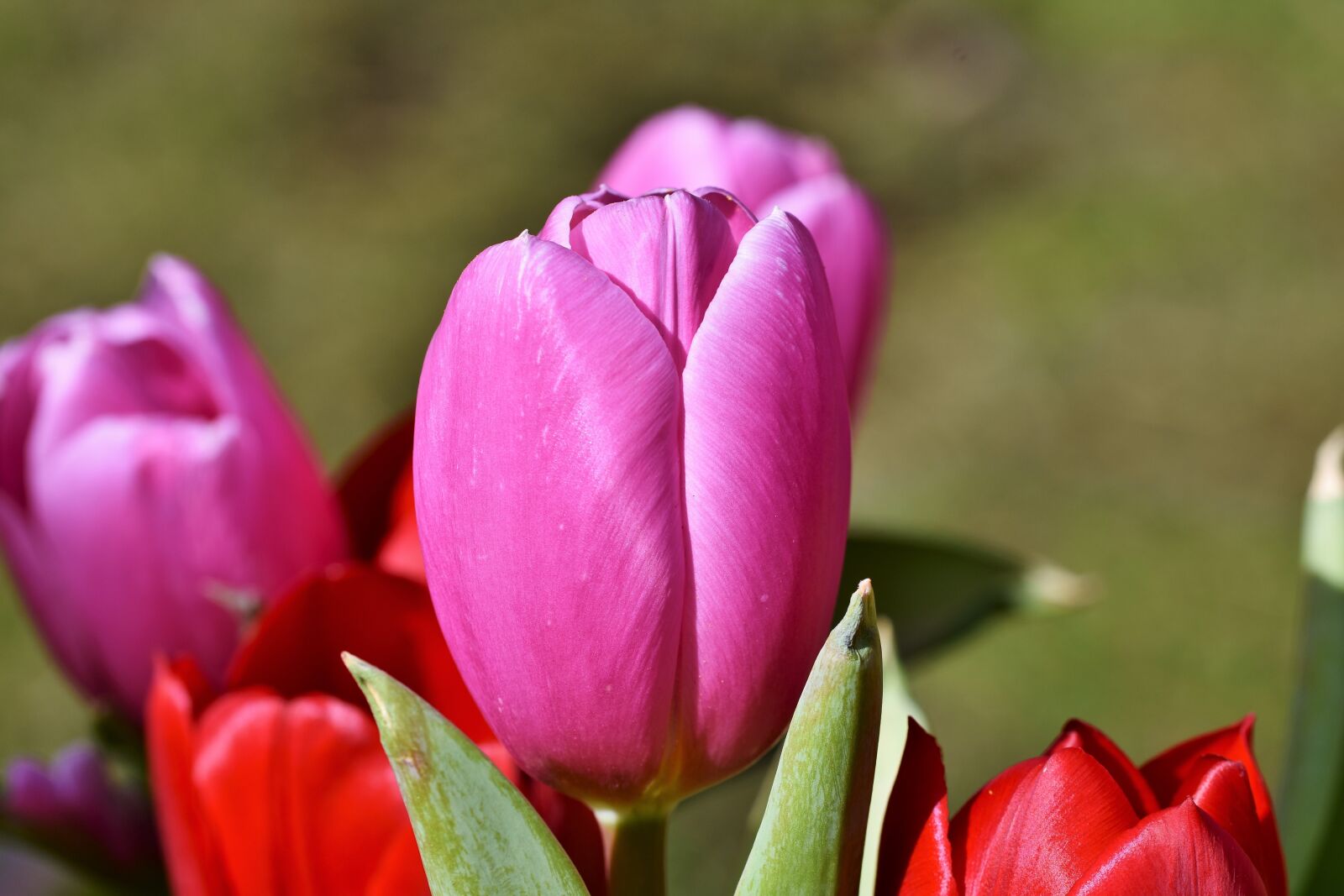Nikon D7200 sample photo. Tulip, tulpenbluete, tulip field photography