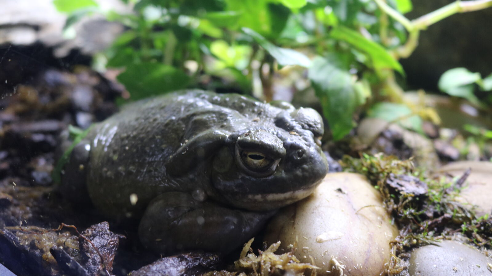 Canon EOS 750D (EOS Rebel T6i / EOS Kiss X8i) sample photo. Frog photography