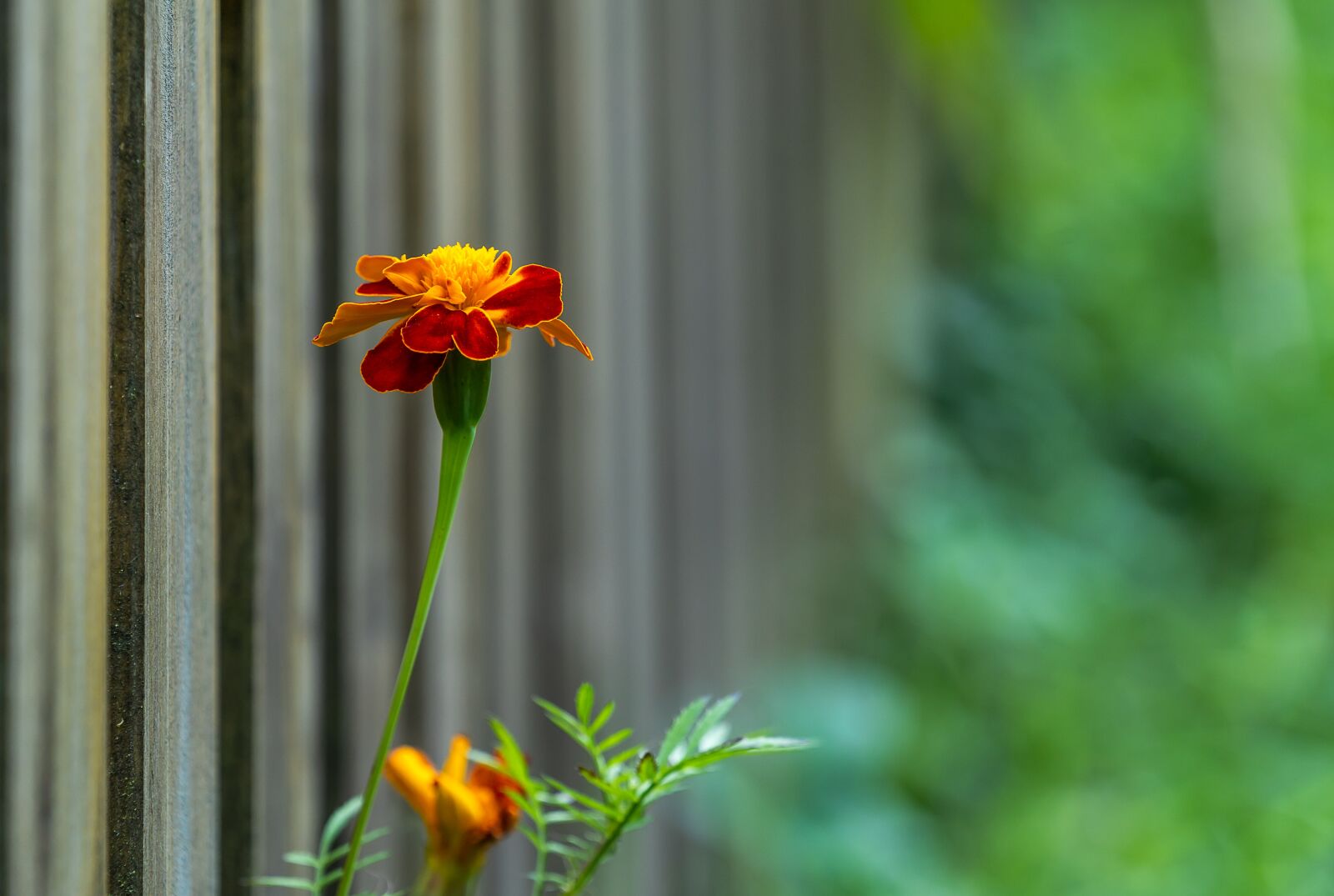 Sony a7 III + Sony FE 70-200mm F4 G OSS sample photo. Nature, flower, fence photography