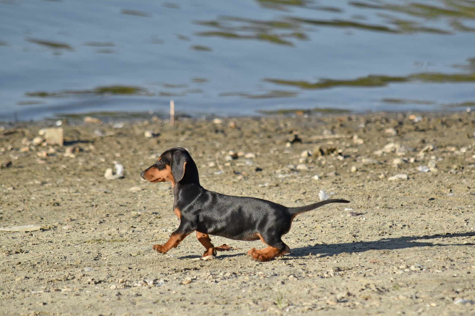 Nikon D5500 sample photo. Adorable, coastline, pedigree, puppy photography
