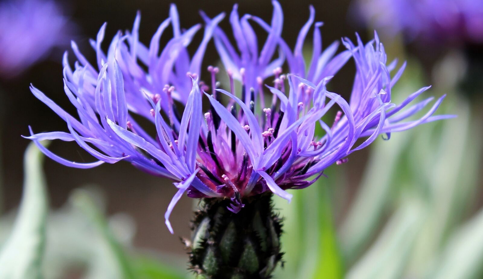 Canon EOS 550D (EOS Rebel T2i / EOS Kiss X4) sample photo. Cornflower, wild flower, garden photography