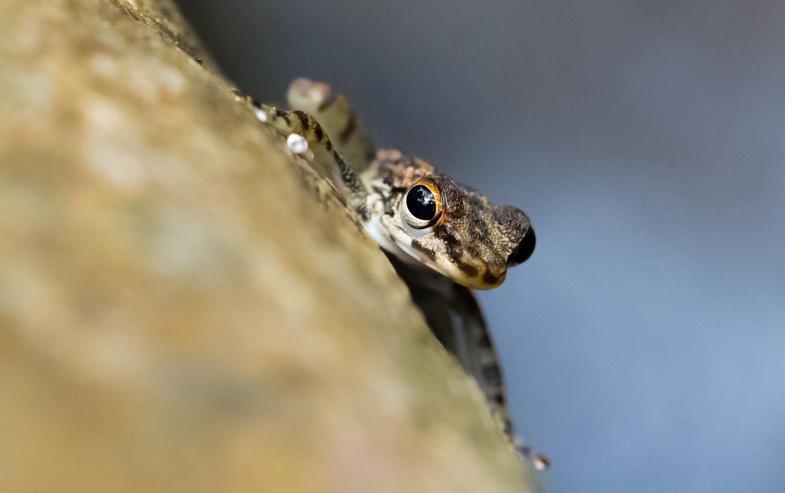 Canon EOS 70D sample photo. Nature, wildlife, animal photography