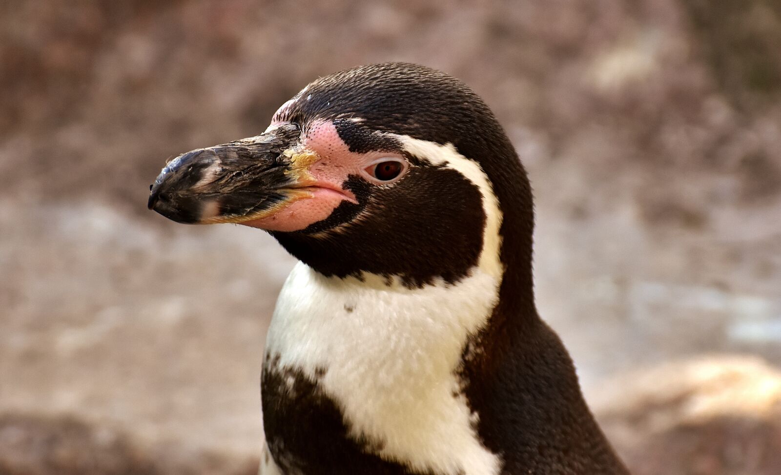 Nikon D7200 sample photo. Penguin, animal, animal world photography