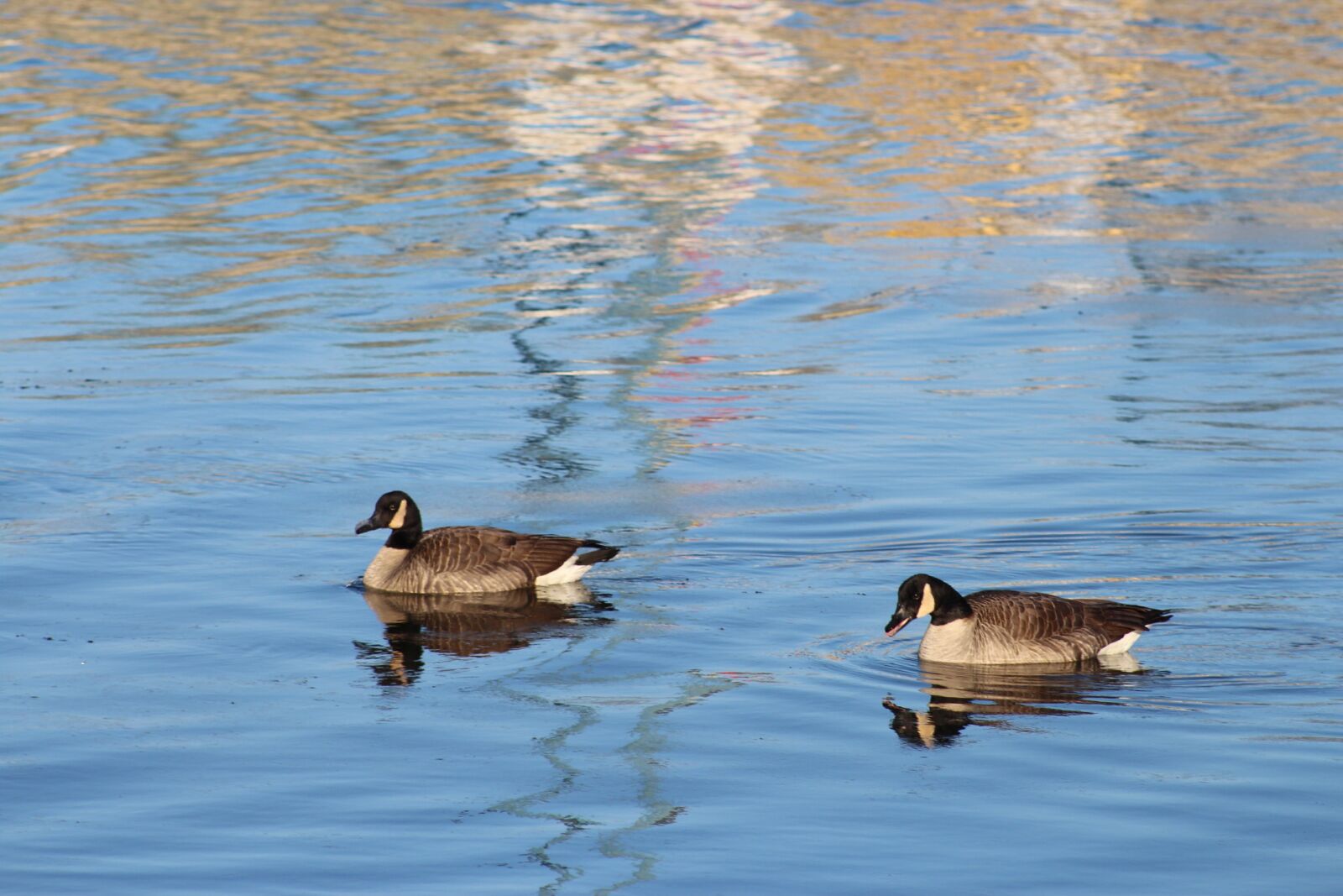Canon EF 75-300mm f/4-5.6 USM sample photo. Duck, monolithic part of photography