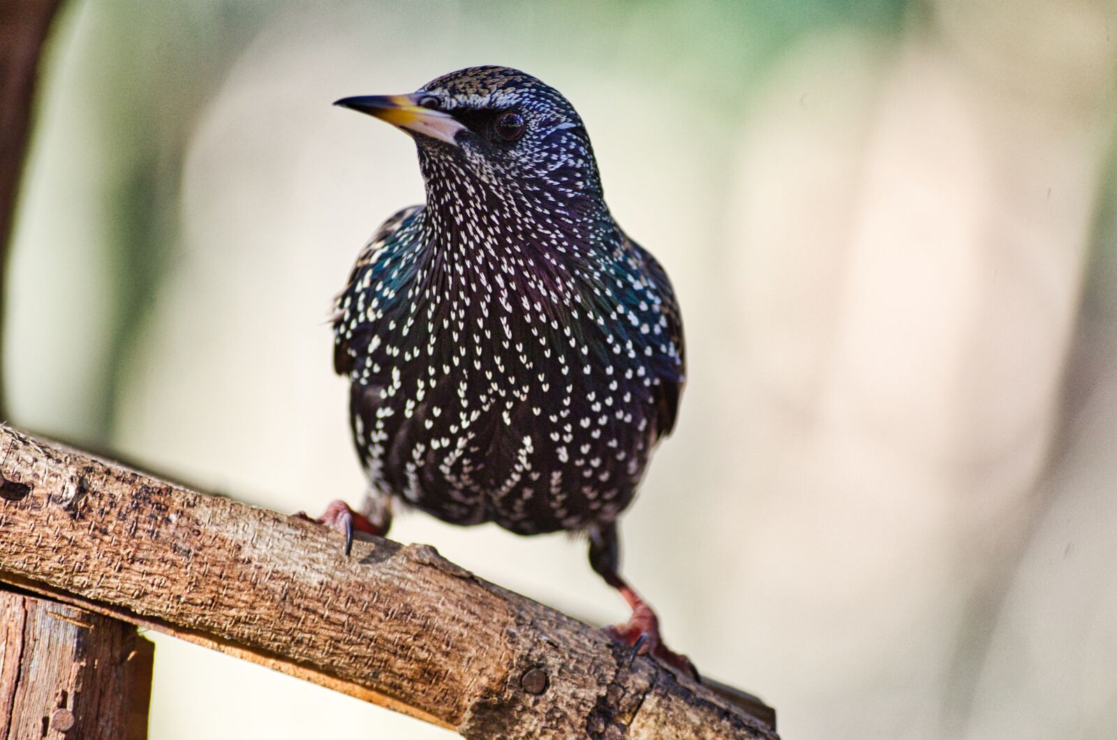 Pentax K-30 sample photo. Star, bird, songbird photography