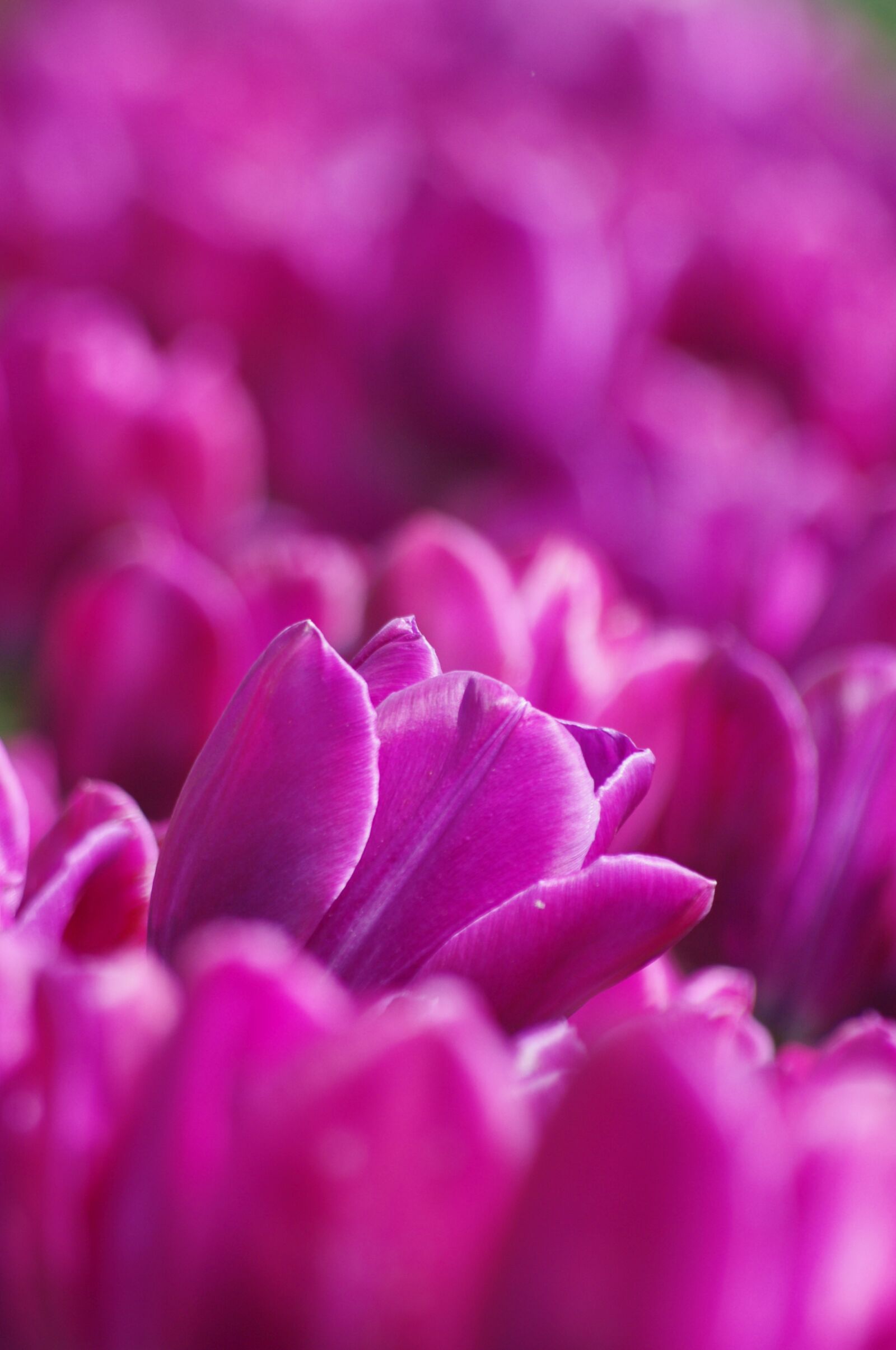 Pentax K-x sample photo. Purple, tulips, vivid photography