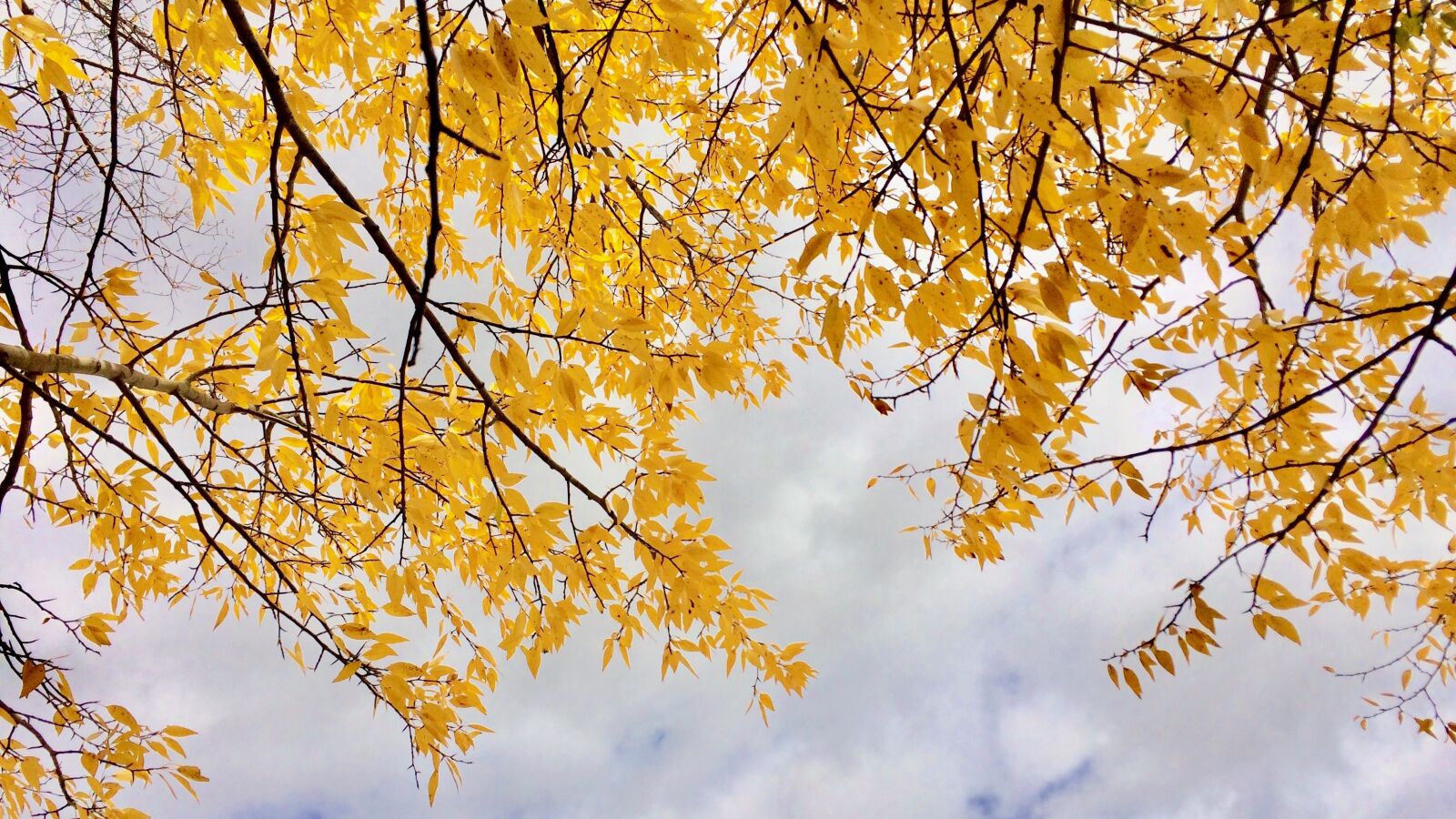 iPhone 5s back camera 4.15mm f/2.2 sample photo. Leaves, sky, golden photography