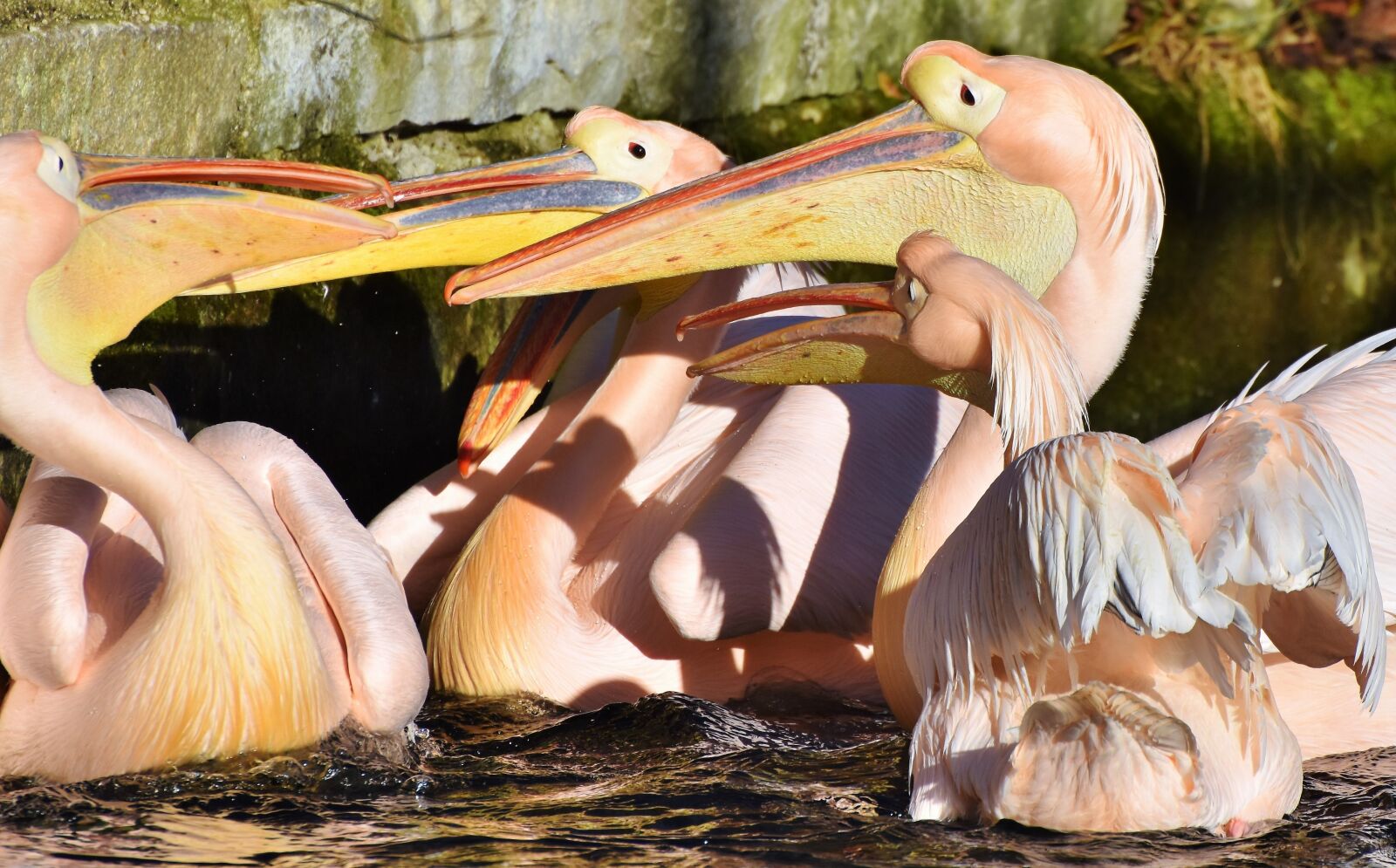 Nikon D7200 sample photo. Pelikan, water bird, pink photography