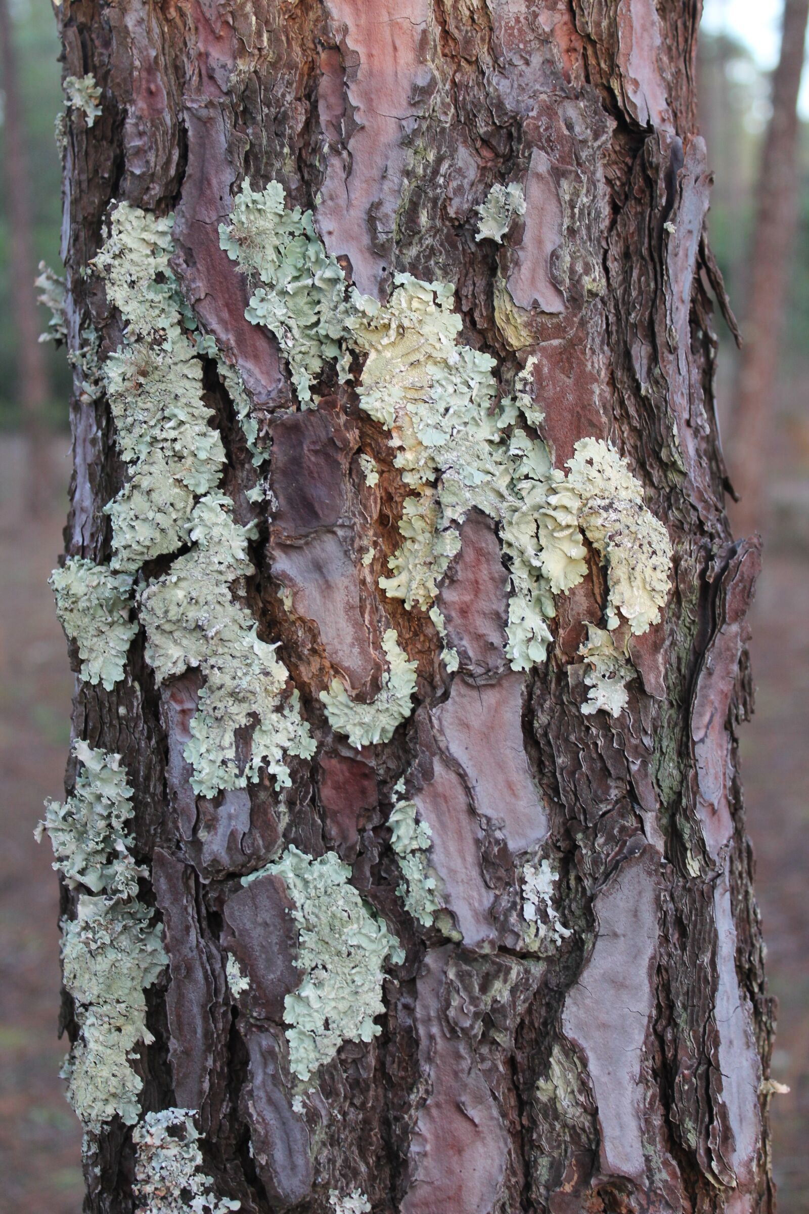 Canon EOS 1100D (EOS Rebel T3 / EOS Kiss X50) sample photo. Pinheiro, flying, shell photography
