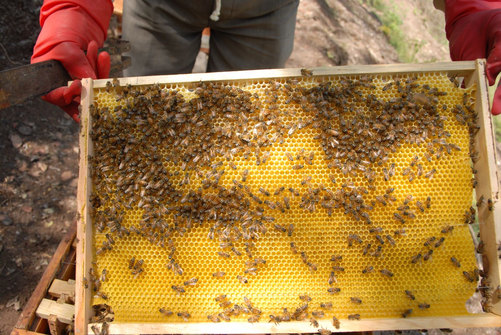 Nikon D200 sample photo. Beekeeping, hive, honey photography