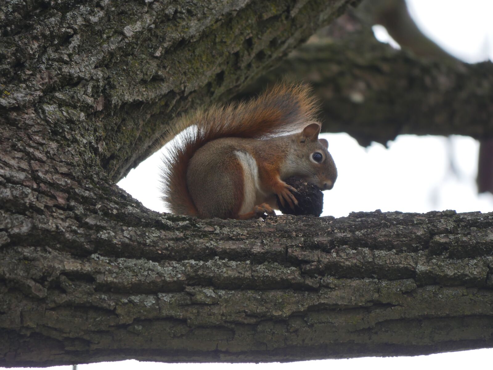 Panasonic Lumix DMC-GH4 sample photo. Squirrel, squirrel eating, nuts photography
