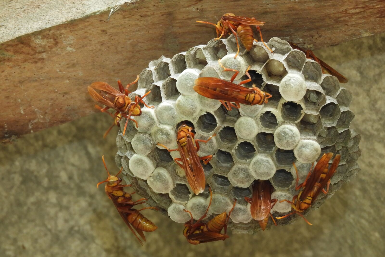 Nikon Coolpix B700 sample photo. Nature, insects, wasps photography