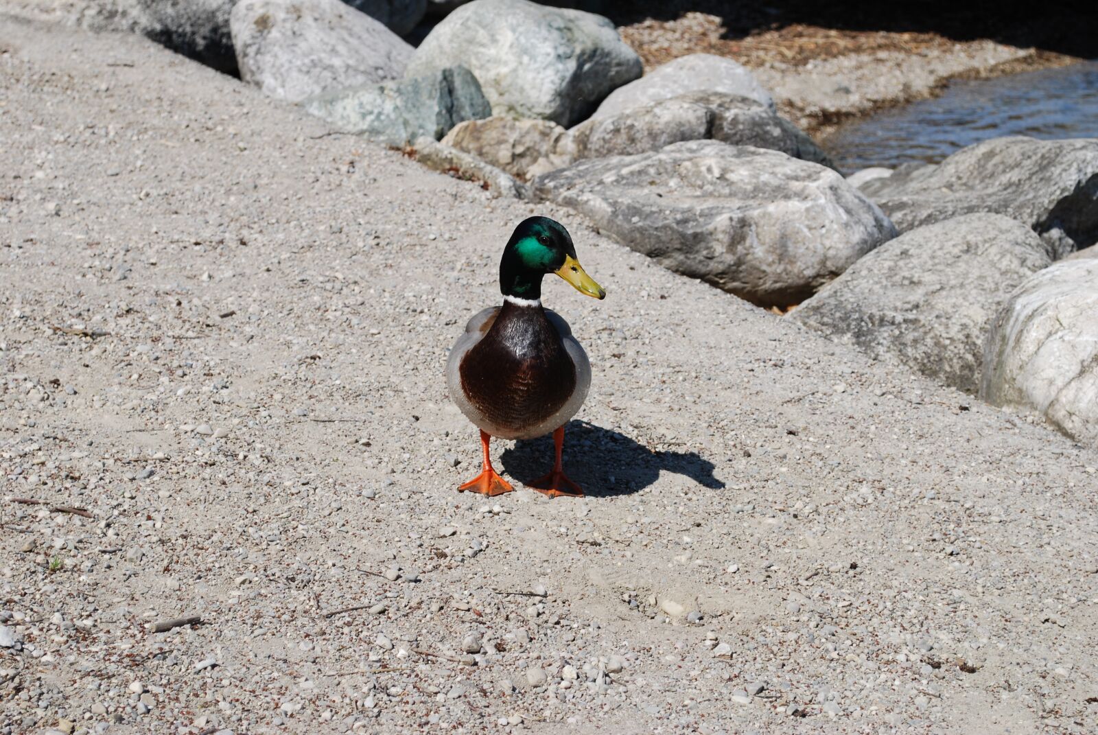 Nikon D60 sample photo. Nature, bird, waters photography