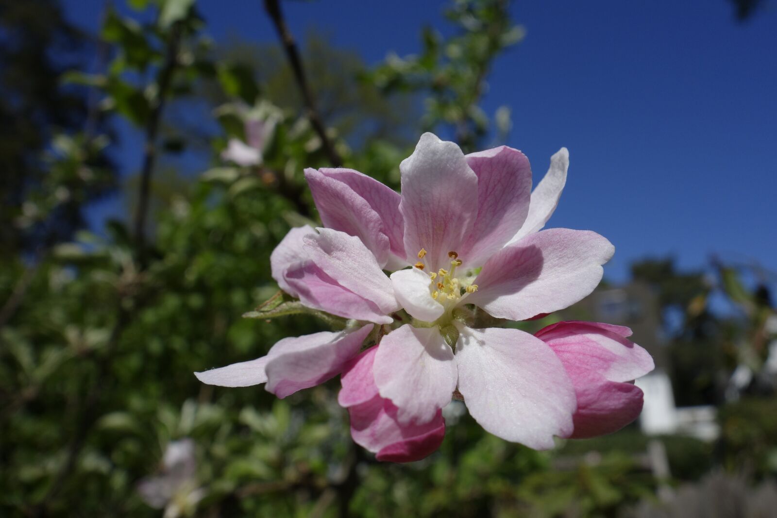Sony Cyber-shot DSC-RX100 sample photo. Apple blossom, pollen, pollination photography