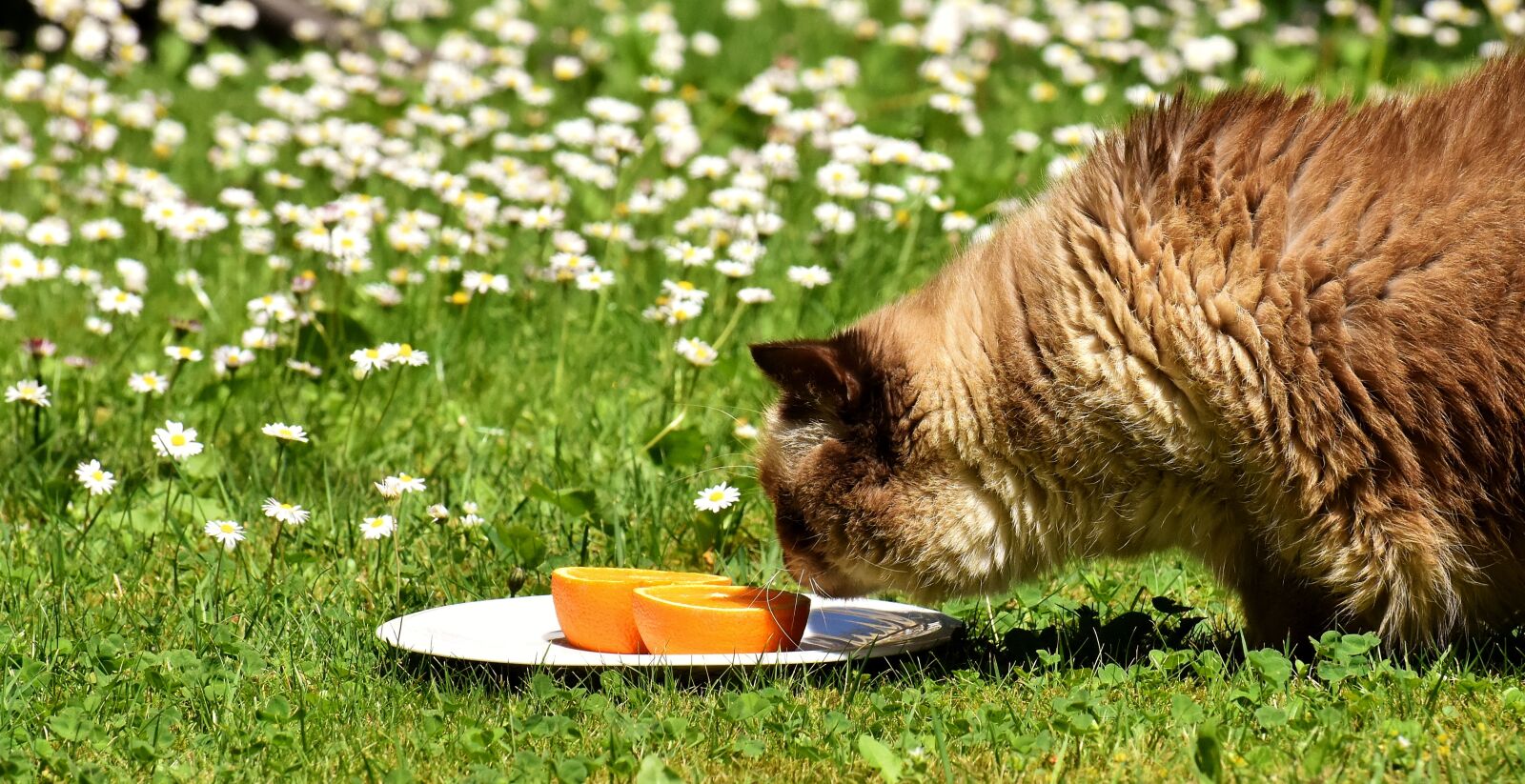Nikon D7200 sample photo. British shorthair, cat, curious photography