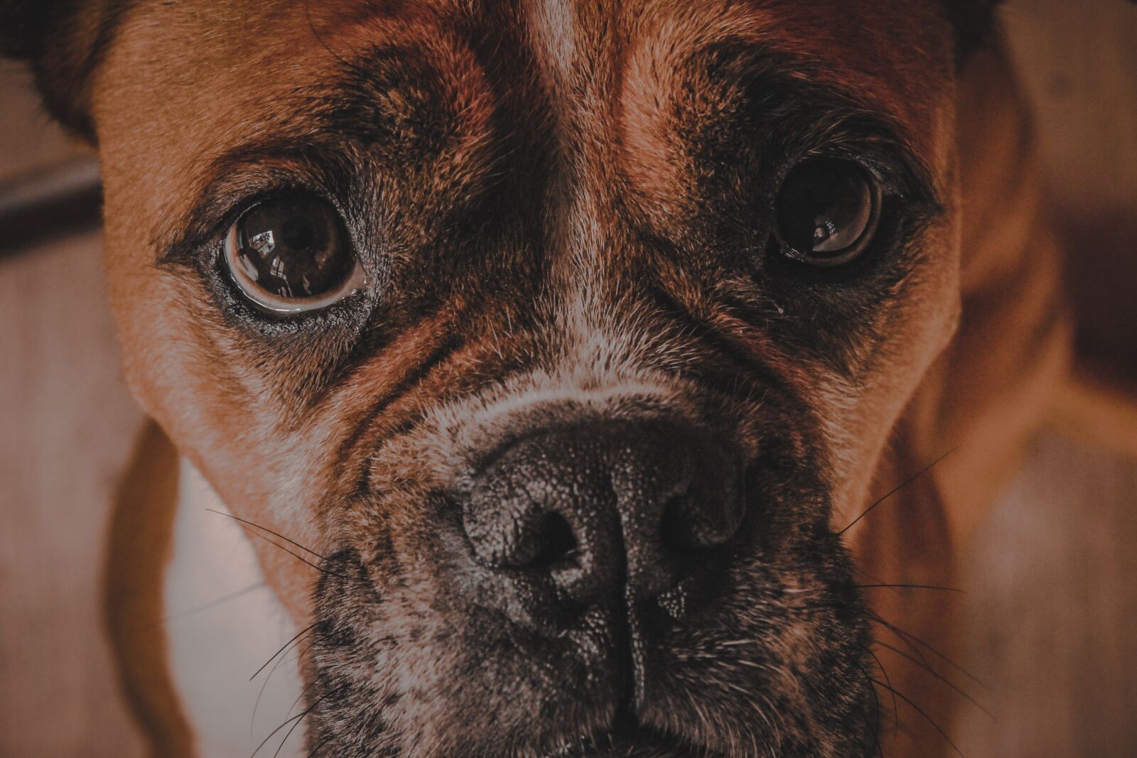 Canon EOS 1100D (EOS Rebel T3 / EOS Kiss X50) sample photo. Dog, boxer, animal photography