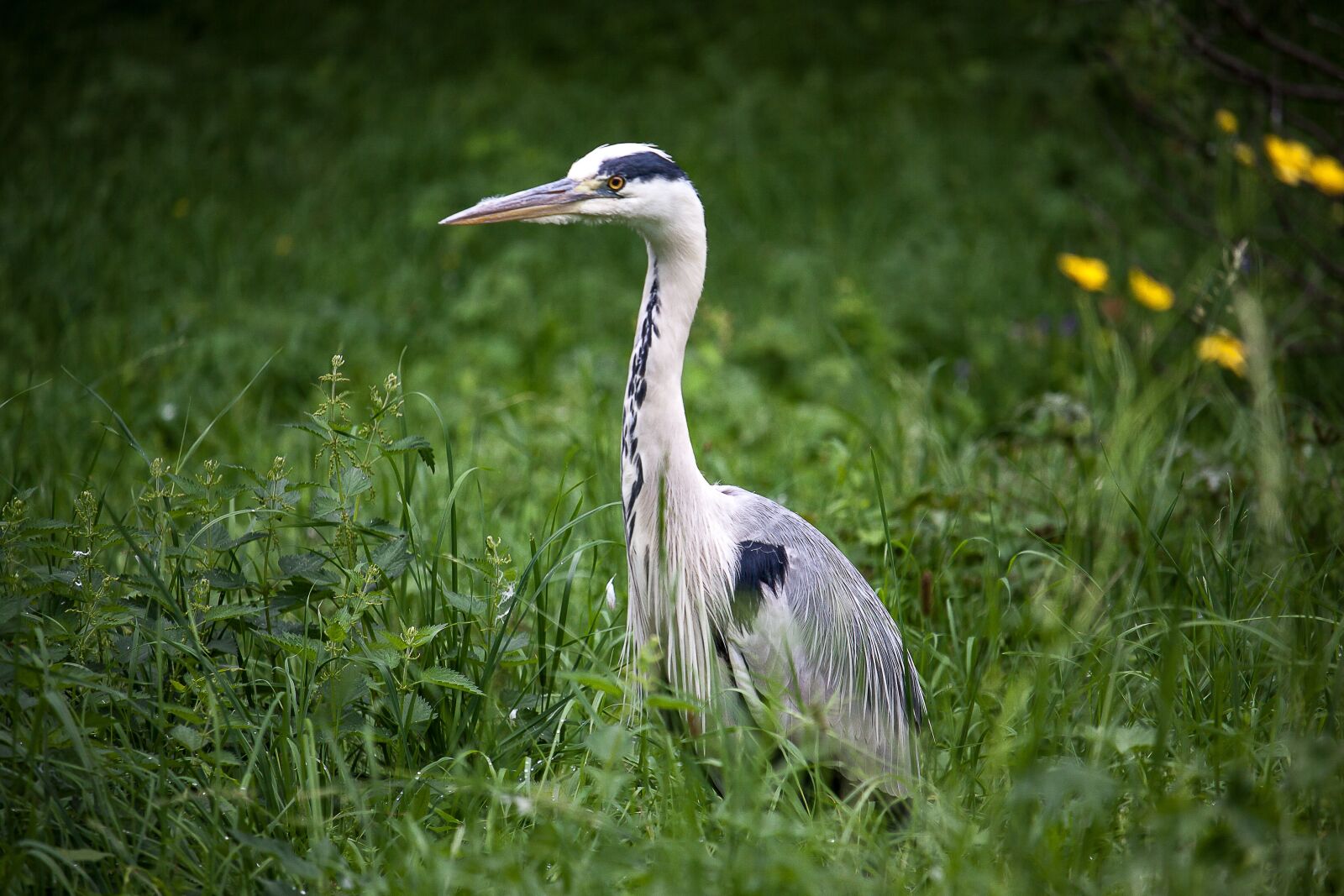 Canon EOS 50D sample photo. Heron, grey heron, bird photography