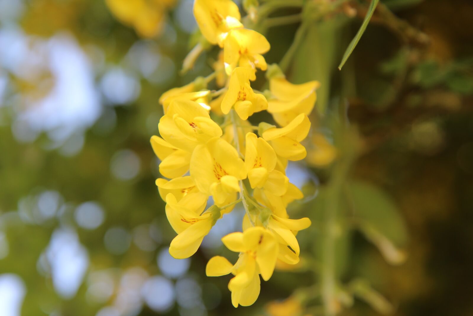 Canon EOS 600D (Rebel EOS T3i / EOS Kiss X5) sample photo. Laburnum, laburnum yellow, shrub photography