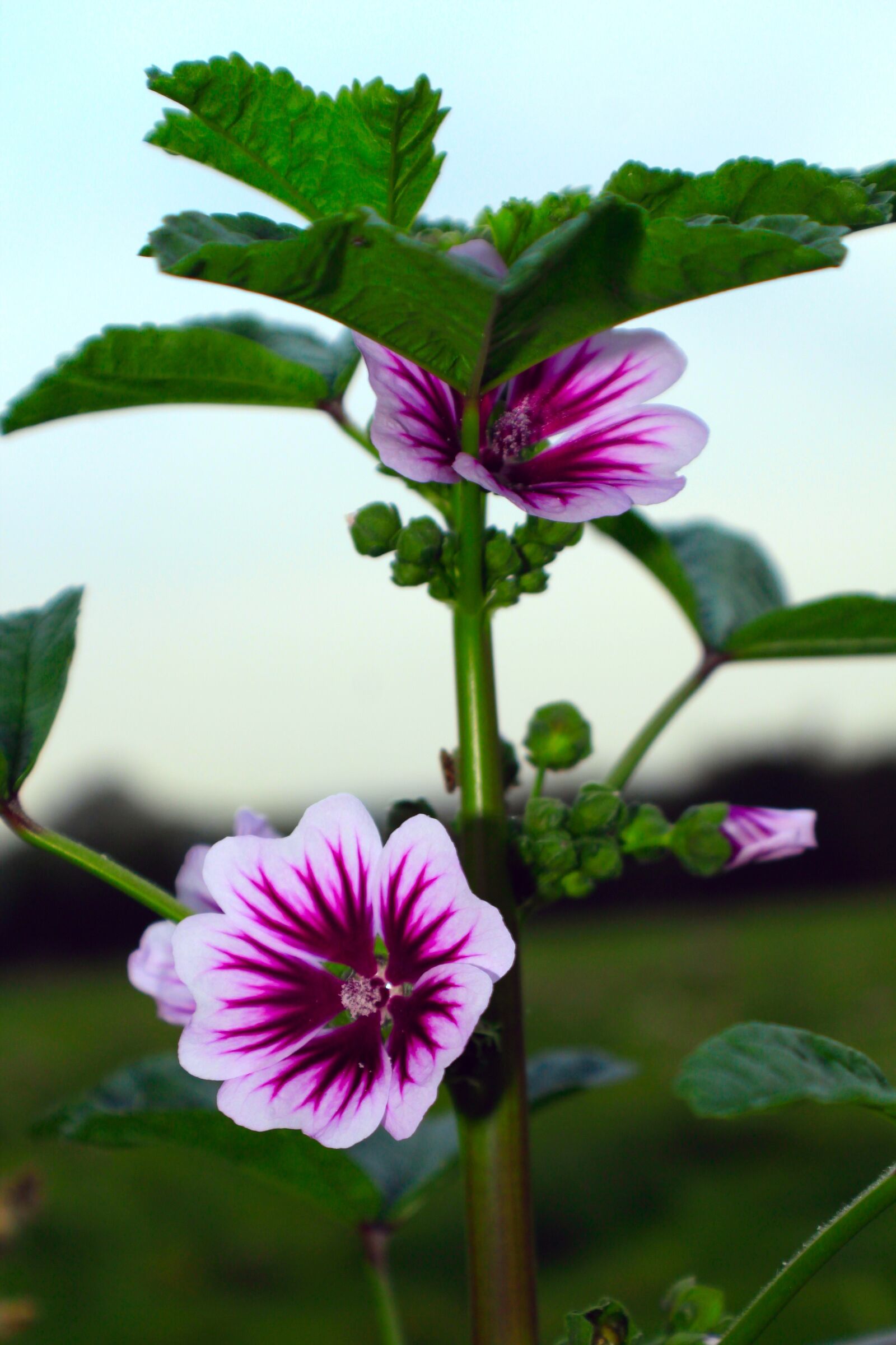 Canon EOS 1200D (EOS Rebel T5 / EOS Kiss X70 / EOS Hi) sample photo. Flower, close up, plant photography