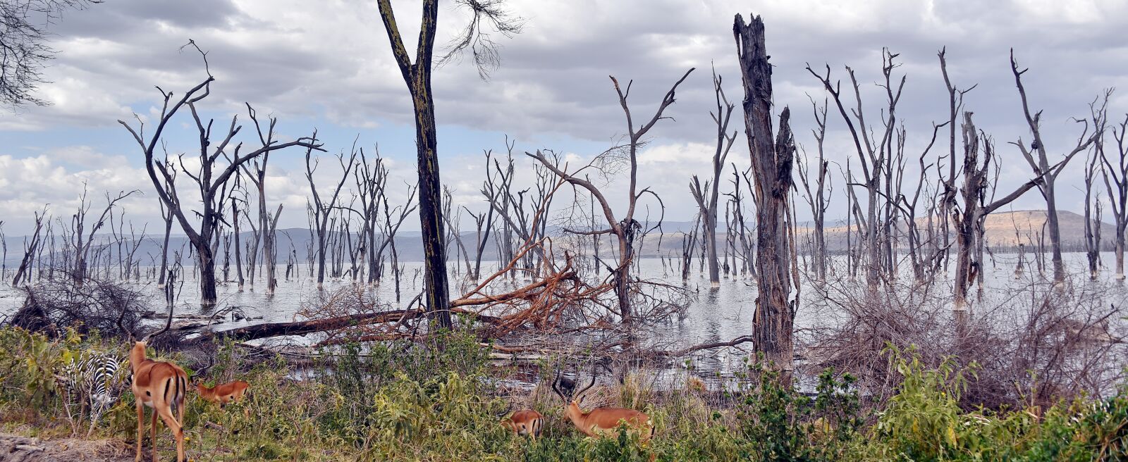 Nikon D750 sample photo. Lake nakuru, kenya, safari photography