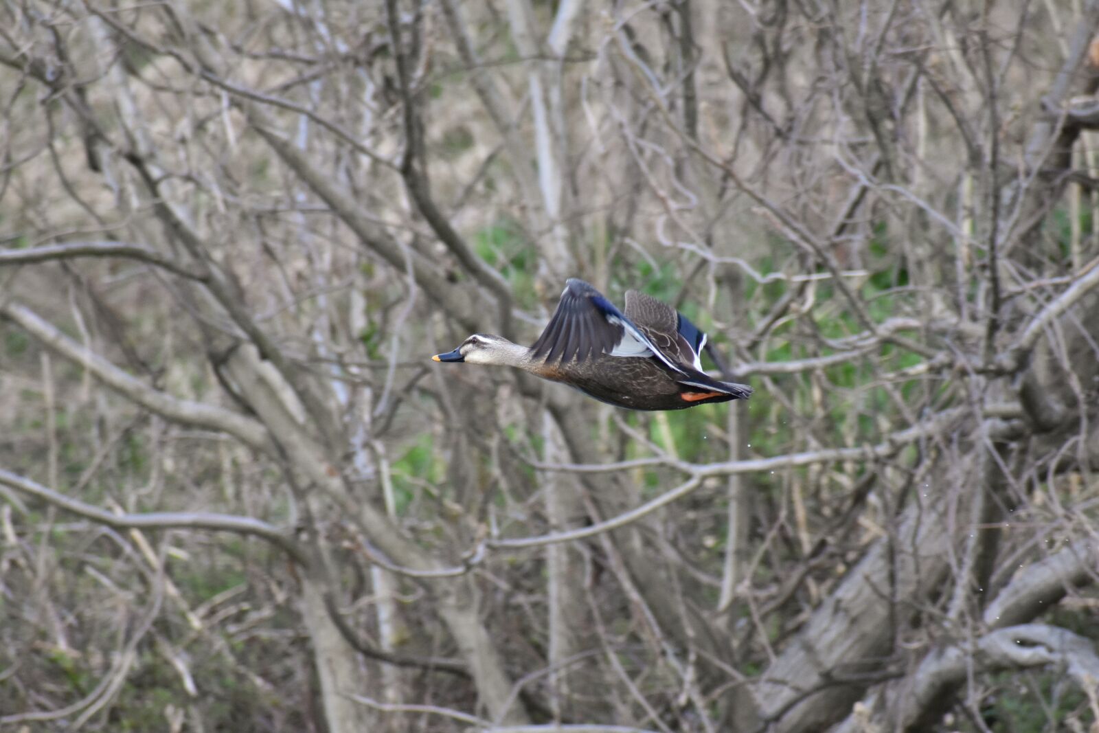 Nikon D7200 sample photo. Animal, river, waterside photography