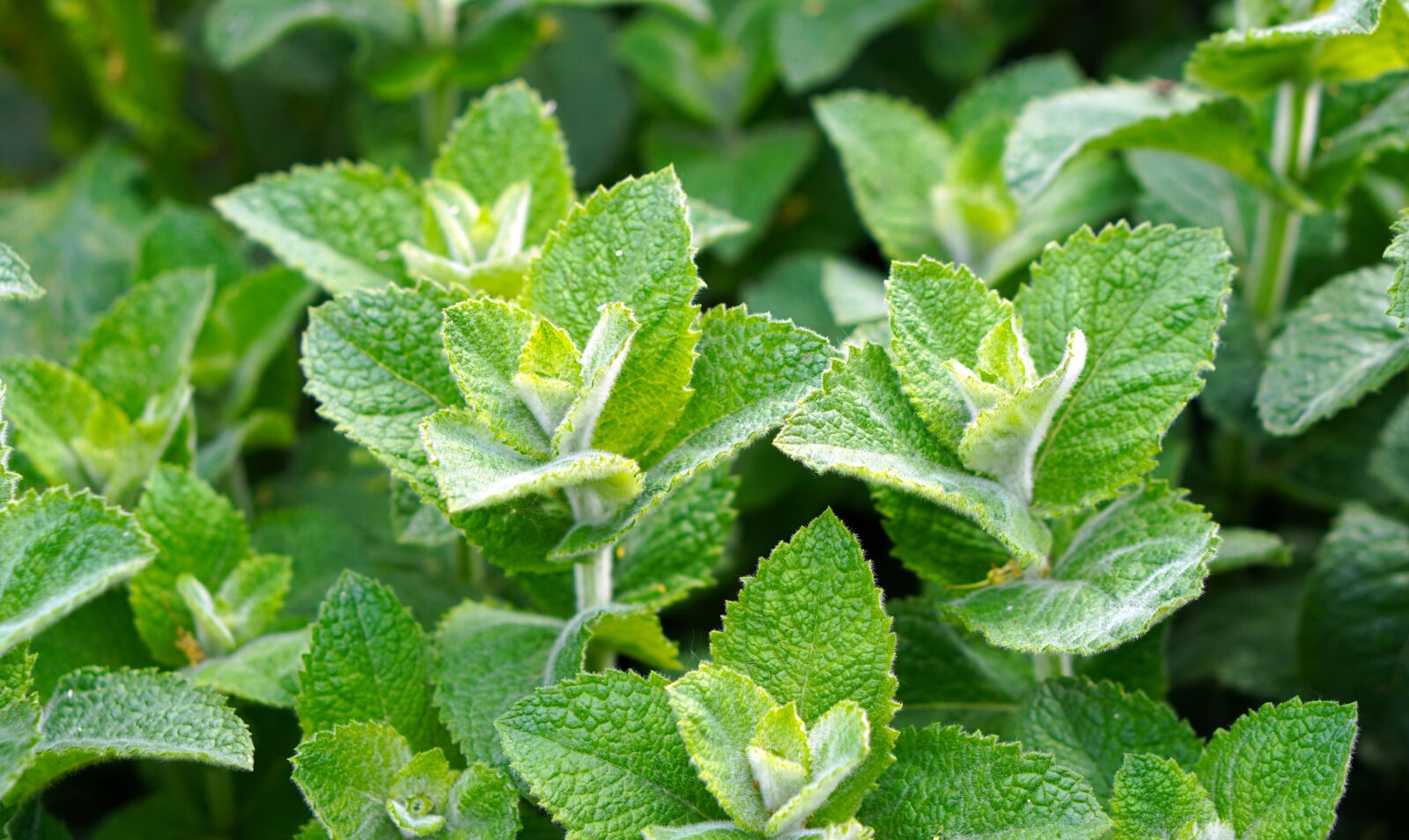 Sony a6400 sample photo. Mint, peppermint, herbs photography
