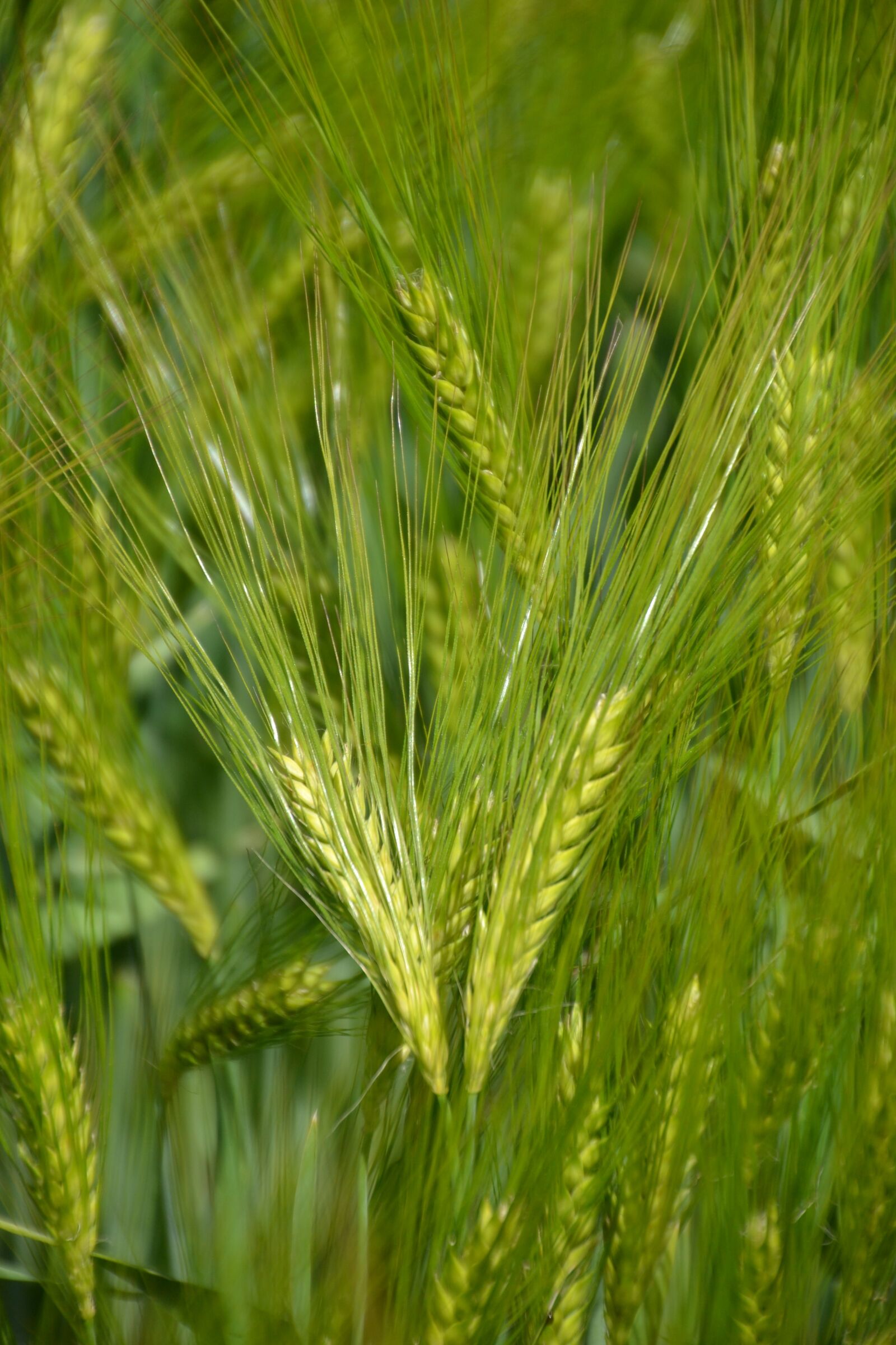 Nikon D3100 sample photo. Plant, cereals, field photography
