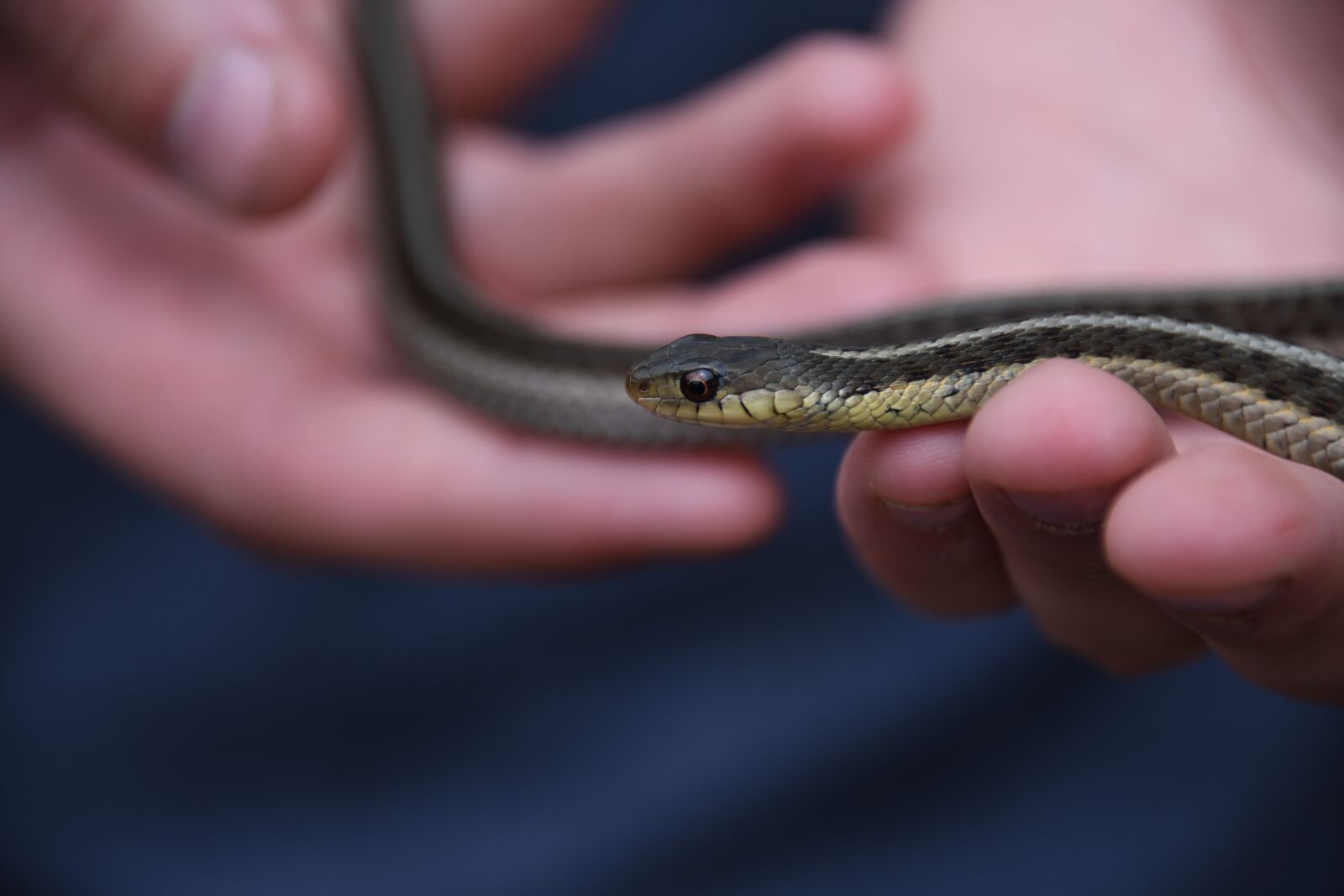 Nikon D850 sample photo. Snake, reptile, green photography