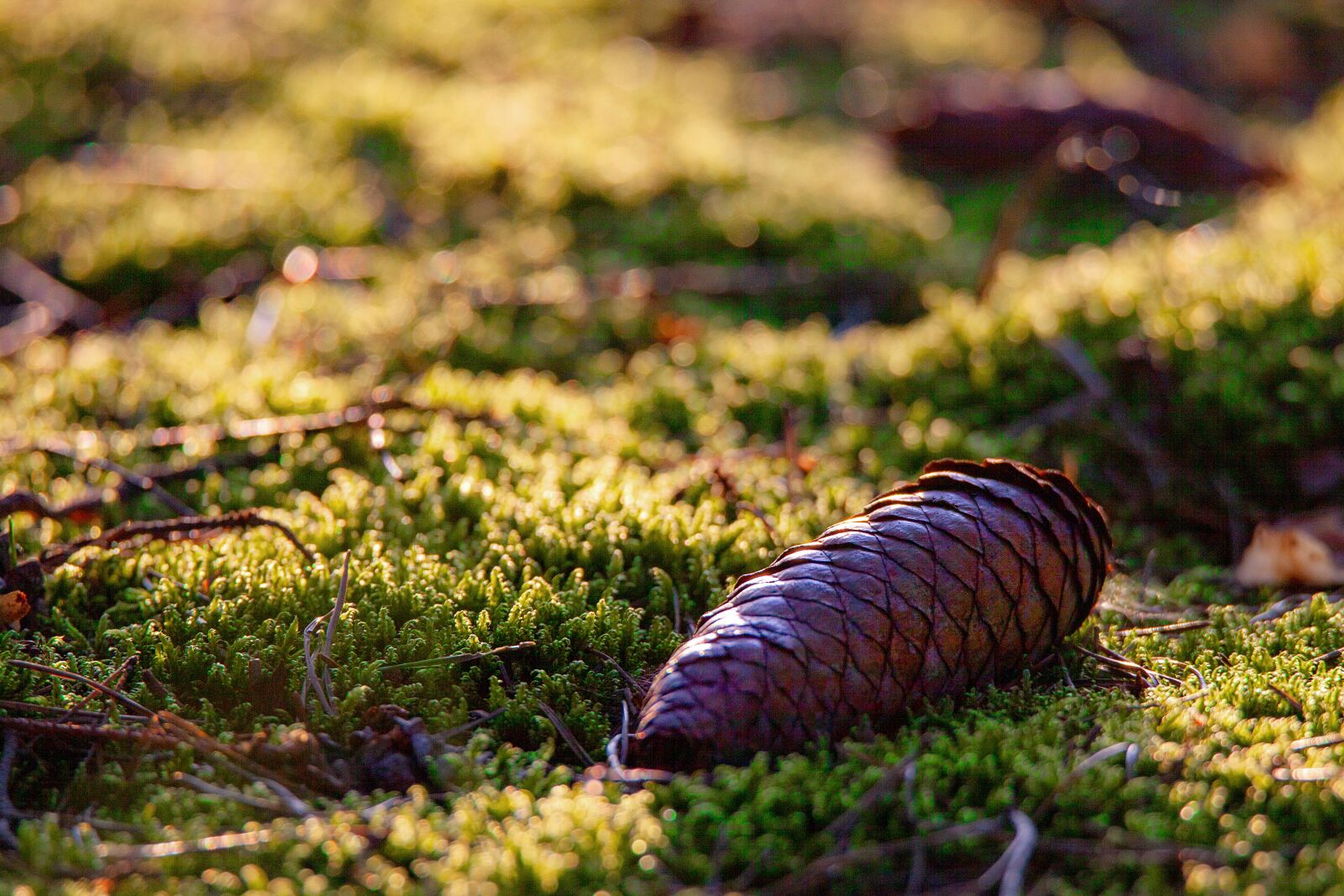 Canon EOS 5D Mark II sample photo. Forest, forest floor, moss photography