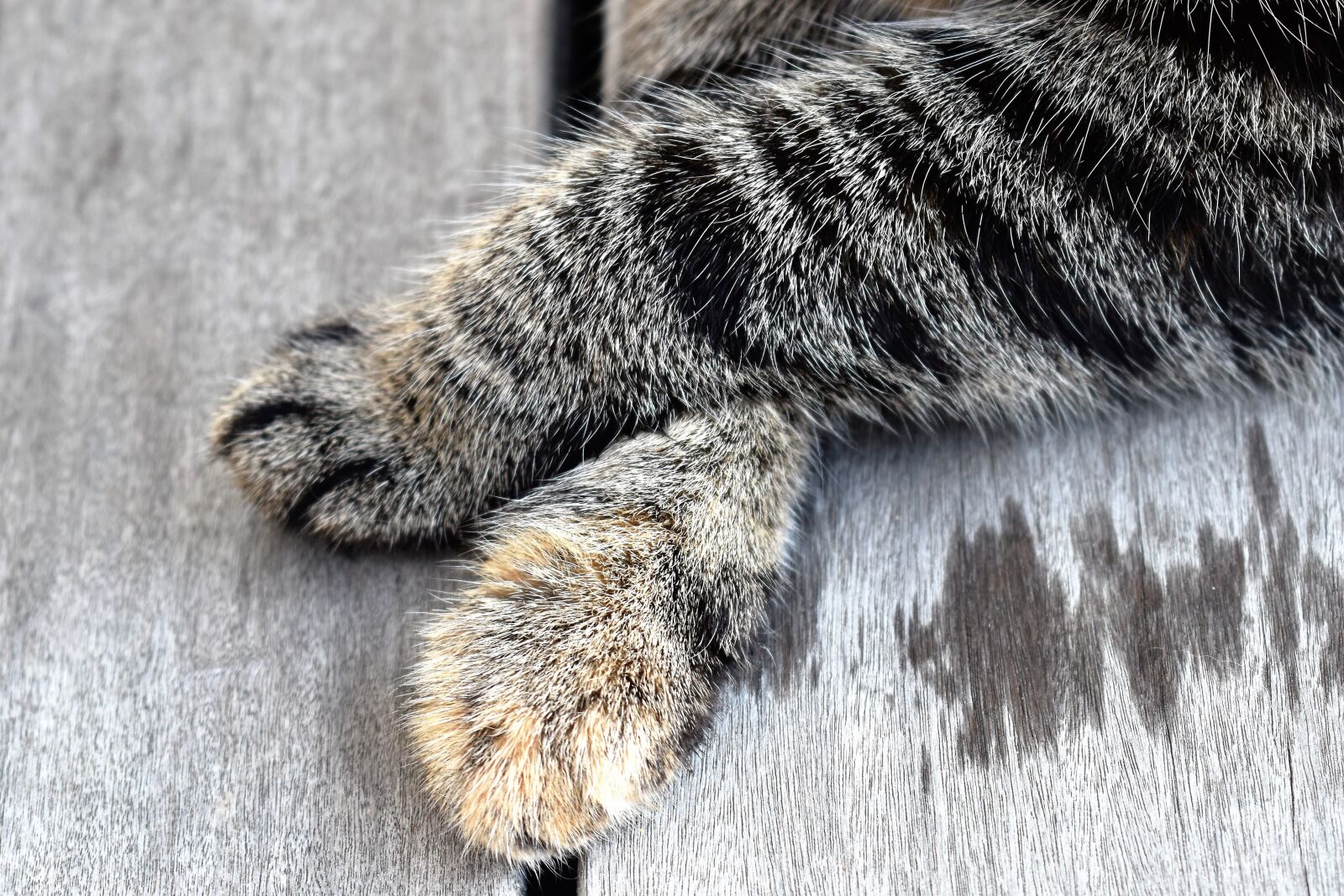 Nikon D5500 sample photo. Cat's paw, cat, animal photography