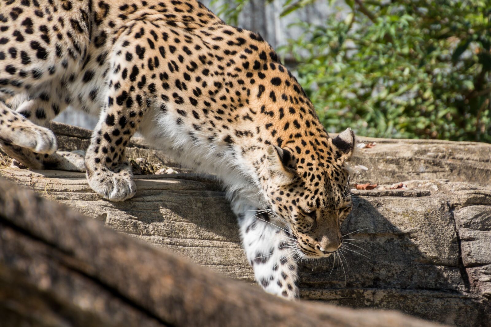 Canon EOS 70D sample photo. Leopard, persian leopard, big photography