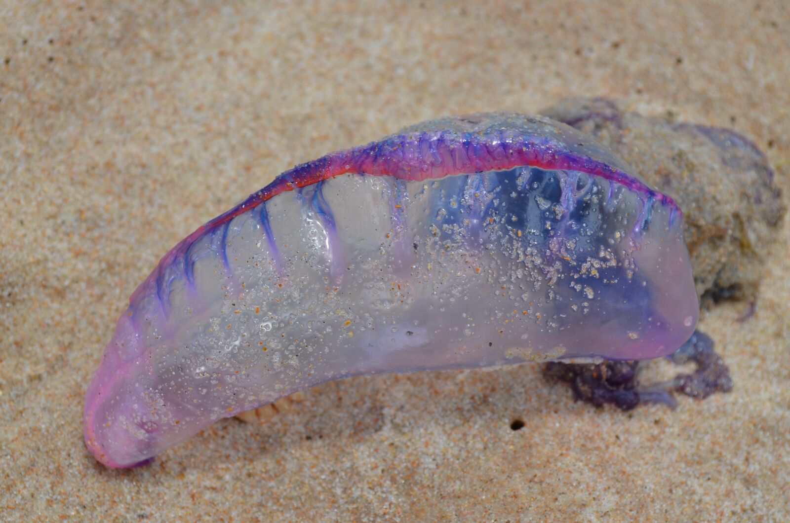Nikon D5100 sample photo. Sea wasp, caravela, water photography