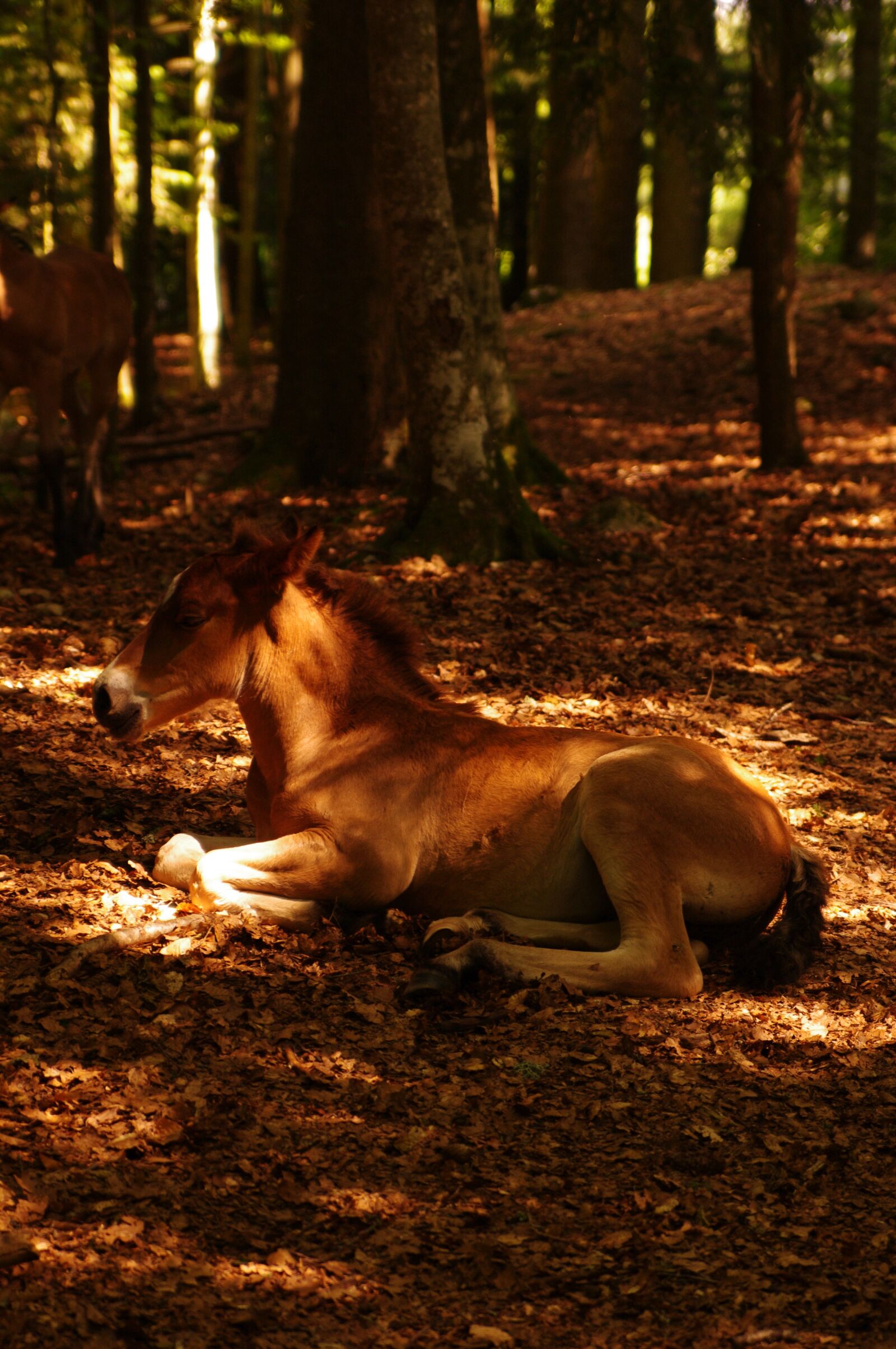 Pentax K-7 sample photo. Horse, rest, nap photography