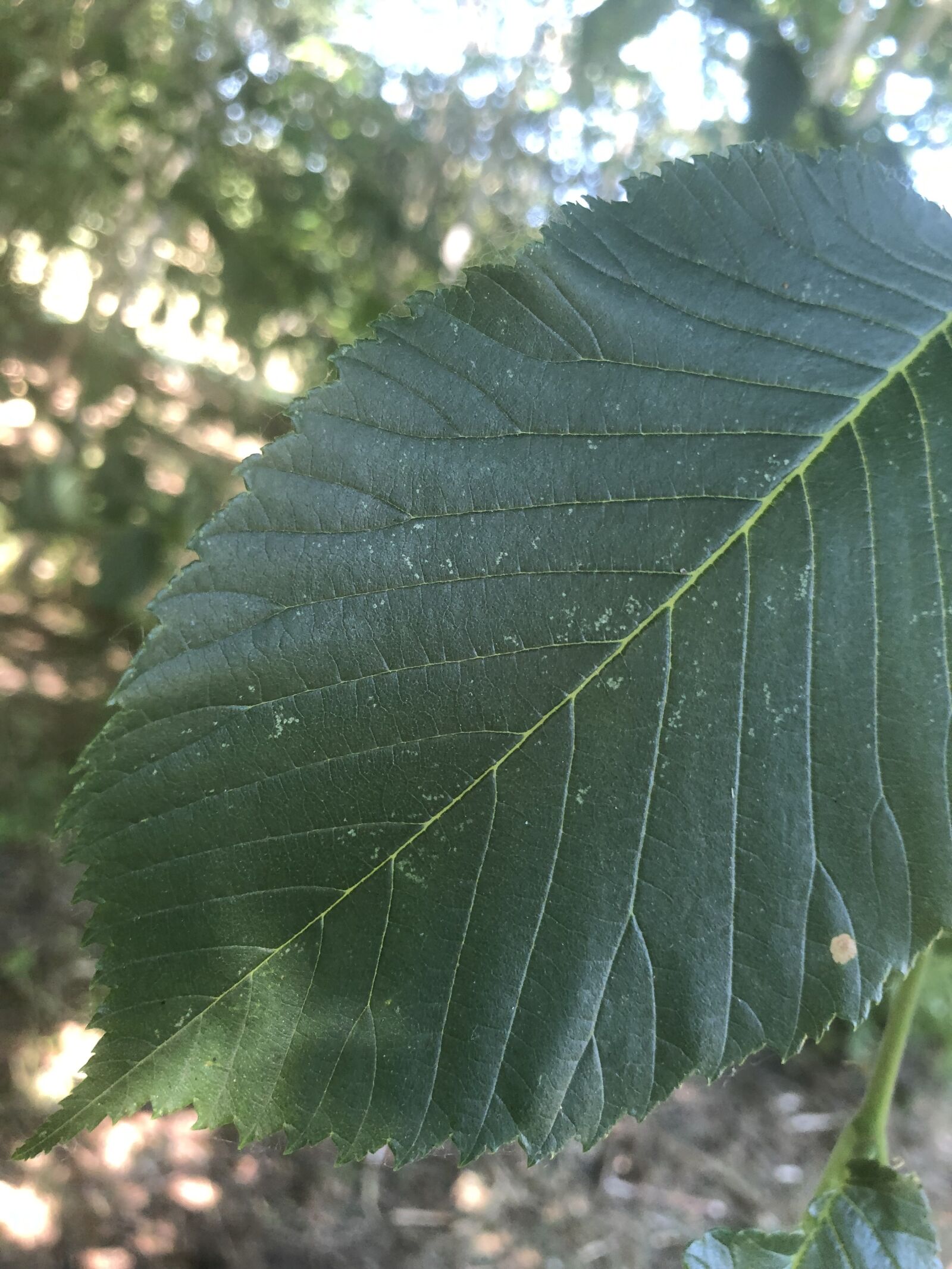 Apple iPhone 8 sample photo. Green, leaf, nature photography