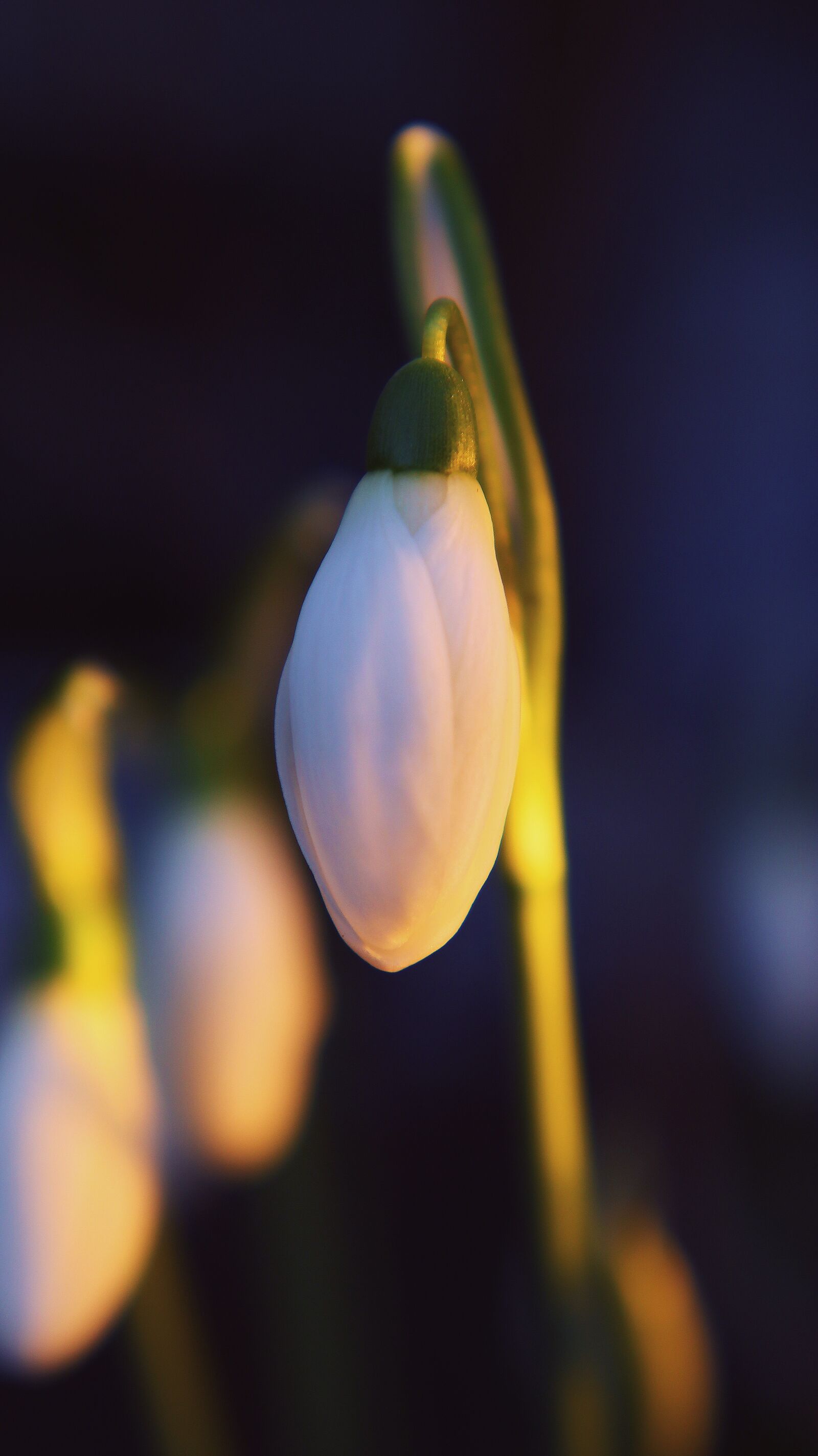 Canon EF-M 15-45mm F3.5-6.3 IS STM sample photo. Snowdrop, spring, flower photography