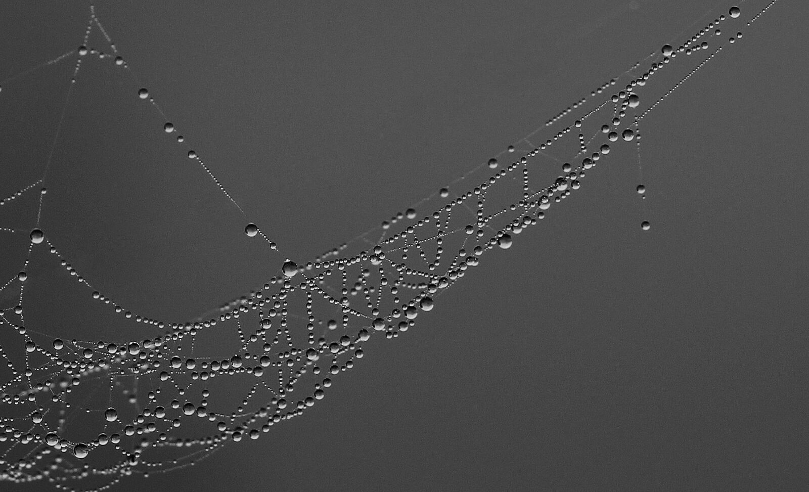 Canon EOS 700D (EOS Rebel T5i / EOS Kiss X7i) + Canon EF 85mm F1.8 USM sample photo. Spider web, drops, dew photography