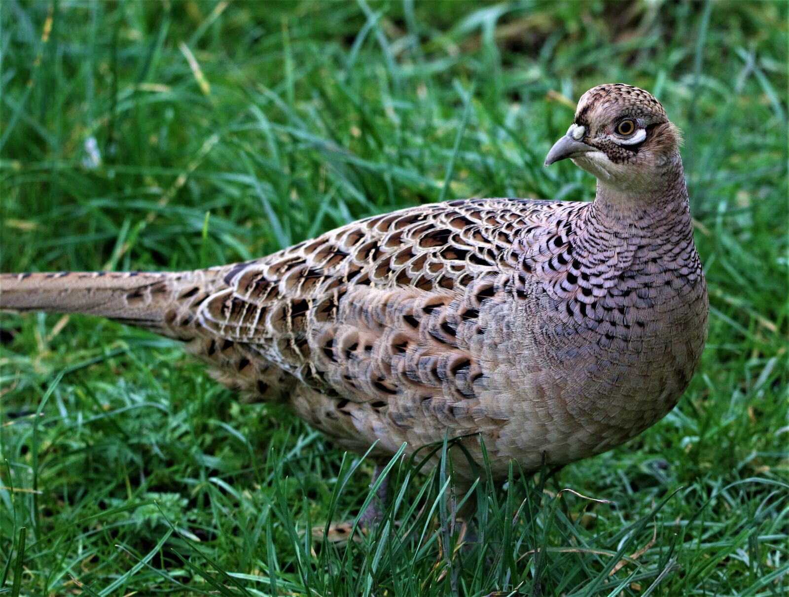 Canon EOS 7D Mark II + 150-600mm F5-6.3 DG OS HSM | Contemporary 015 sample photo. Bird, pheasant, animal photography