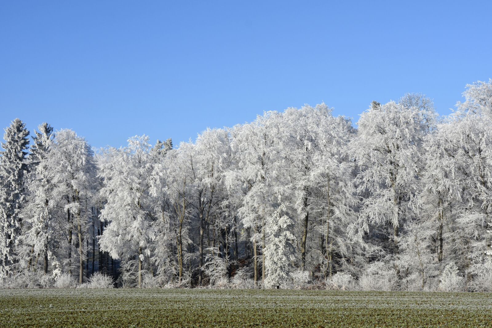 Nikon D7100 sample photo. Wintry, winter, trees photography