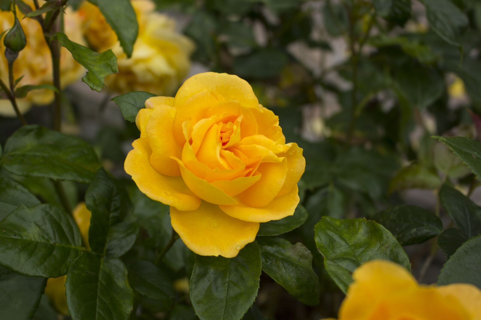 Canon EOS 60D + Canon EF-S 18-55mm F3.5-5.6 IS STM sample photo. Rose, flower, nature photography