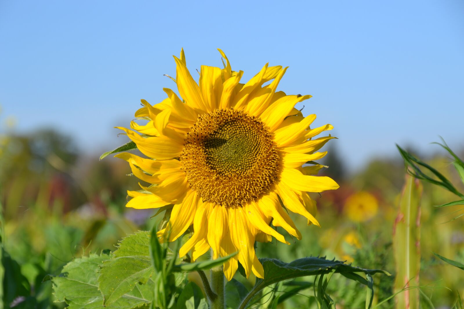 Nikon D3100 sample photo. Autumn, flower meadow, fodder photography