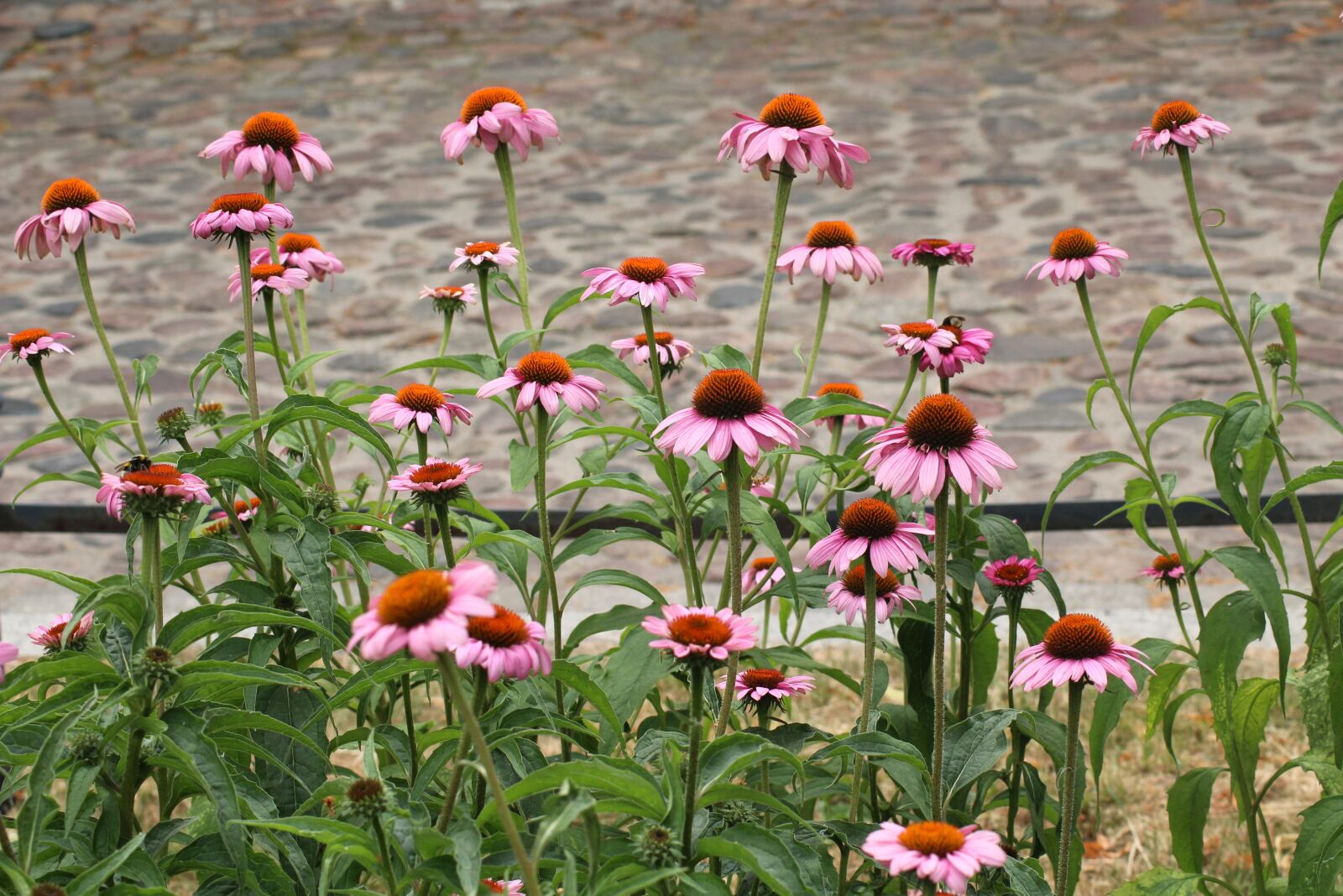 Canon EOS 1200D (EOS Rebel T5 / EOS Kiss X70 / EOS Hi) sample photo. Purple coneflower, flowers, pink photography