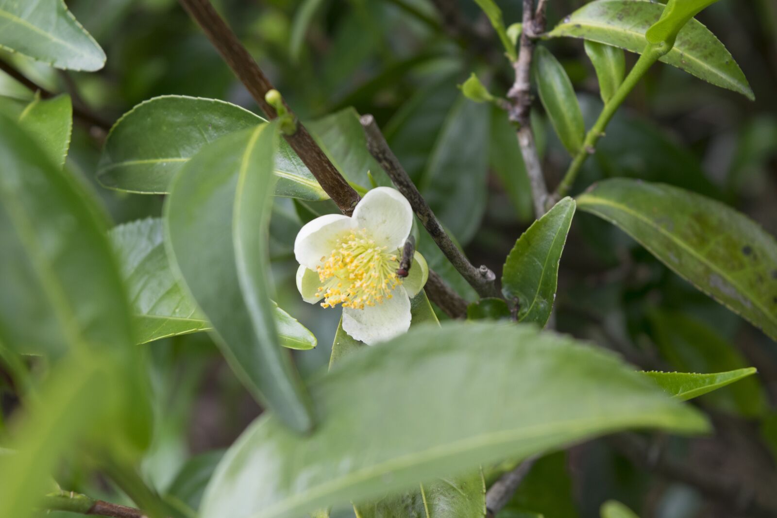 Nikon D3300 sample photo. Tea flower, tea tree photography