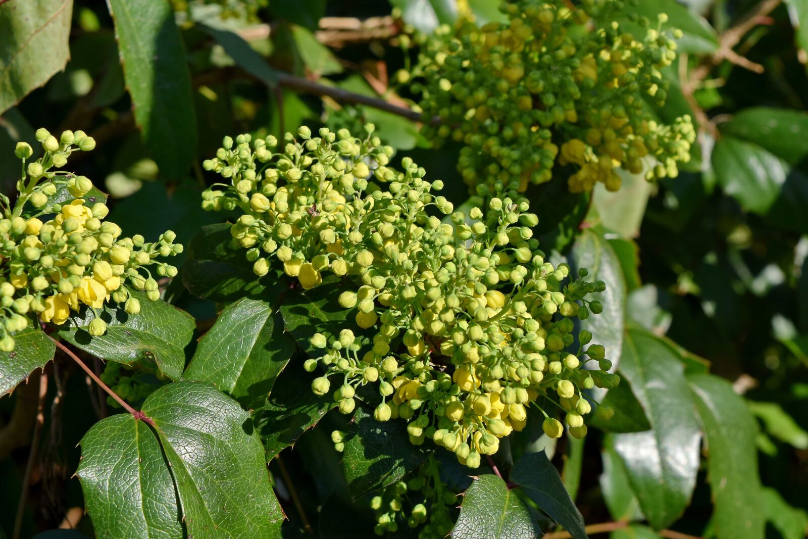 Nikon D5500 sample photo. Nature, leaf, plant, shrub photography
