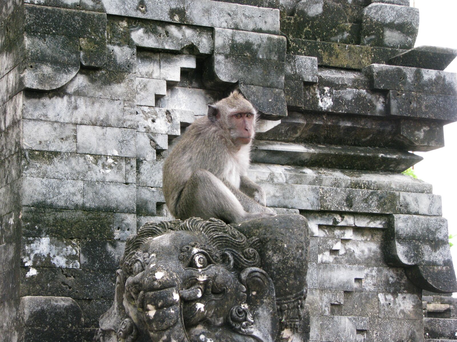 Canon POWERSHOT S5 IS sample photo. Monkey, makake, wild animal photography