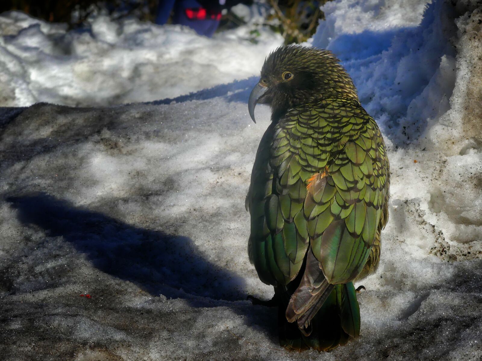 Panasonic Lumix DMC-FZ300 sample photo. Kea, new zealand, bird photography