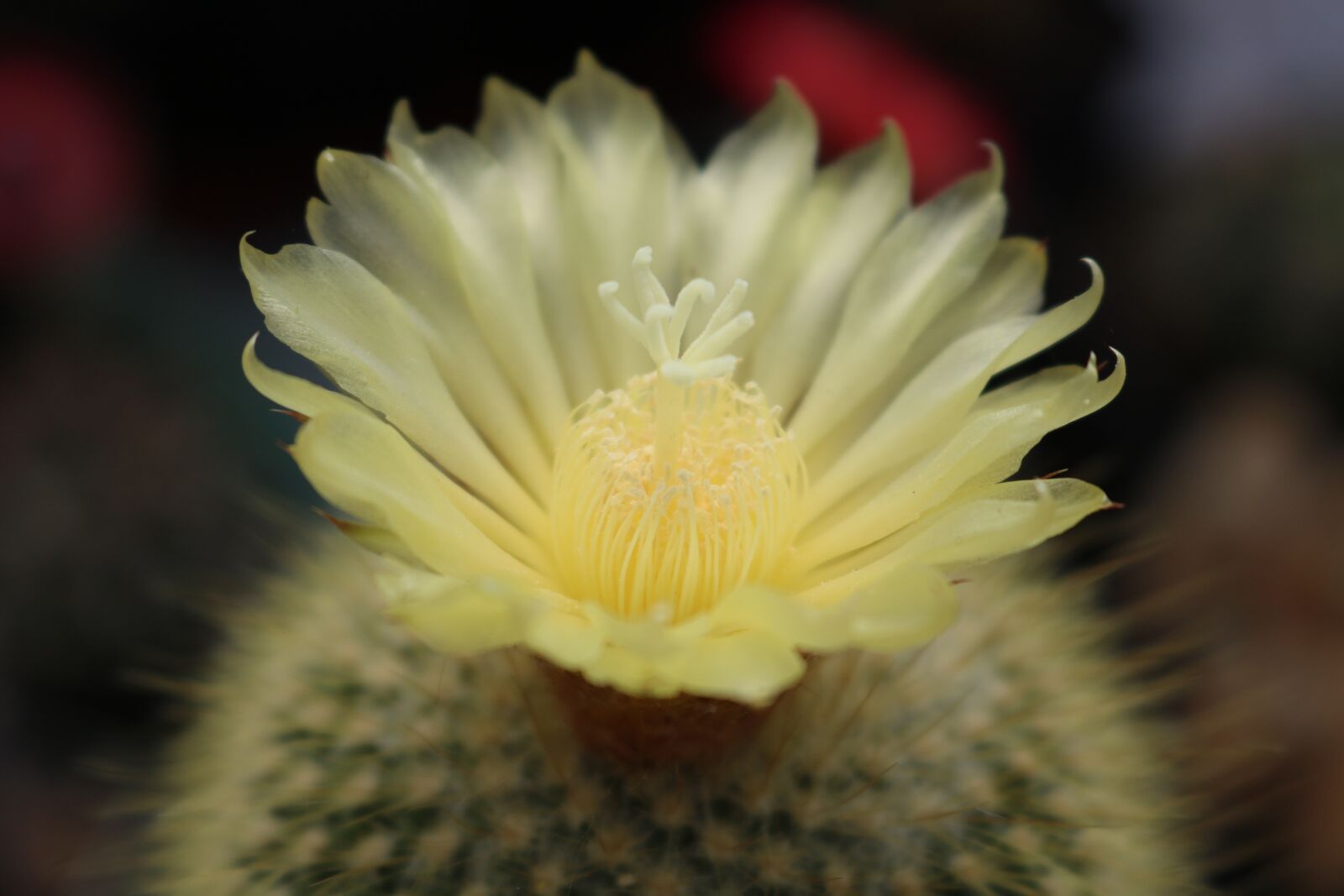 Canon EOS 750D (EOS Rebel T6i / EOS Kiss X8i) sample photo. Flower, nature, plant photography