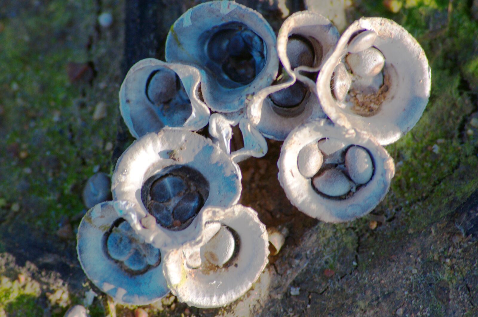 Nikon D5000 sample photo. Mushroom, fungi, crucibulum photography