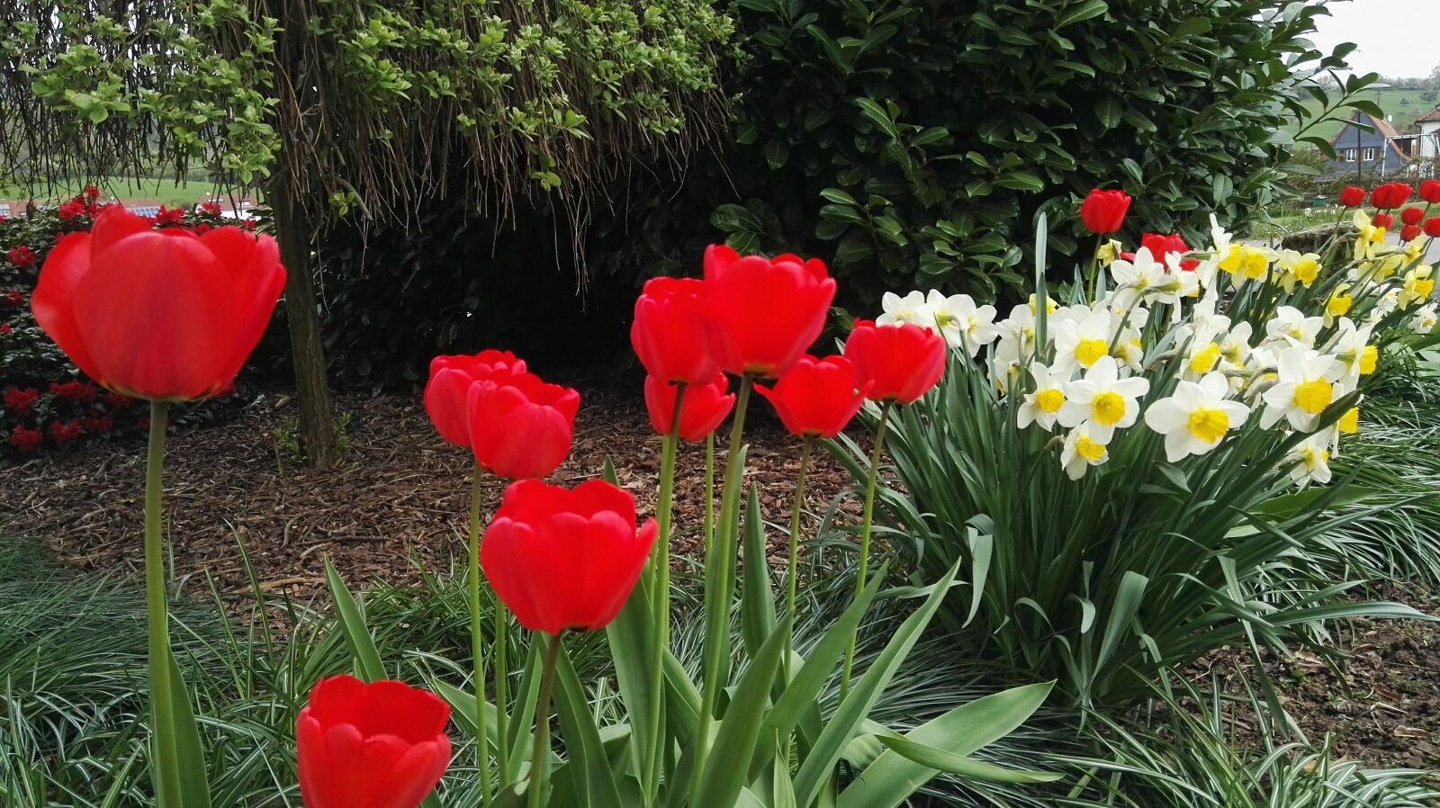 HUAWEI P8 sample photo. Blooming, flowers, red, row photography
