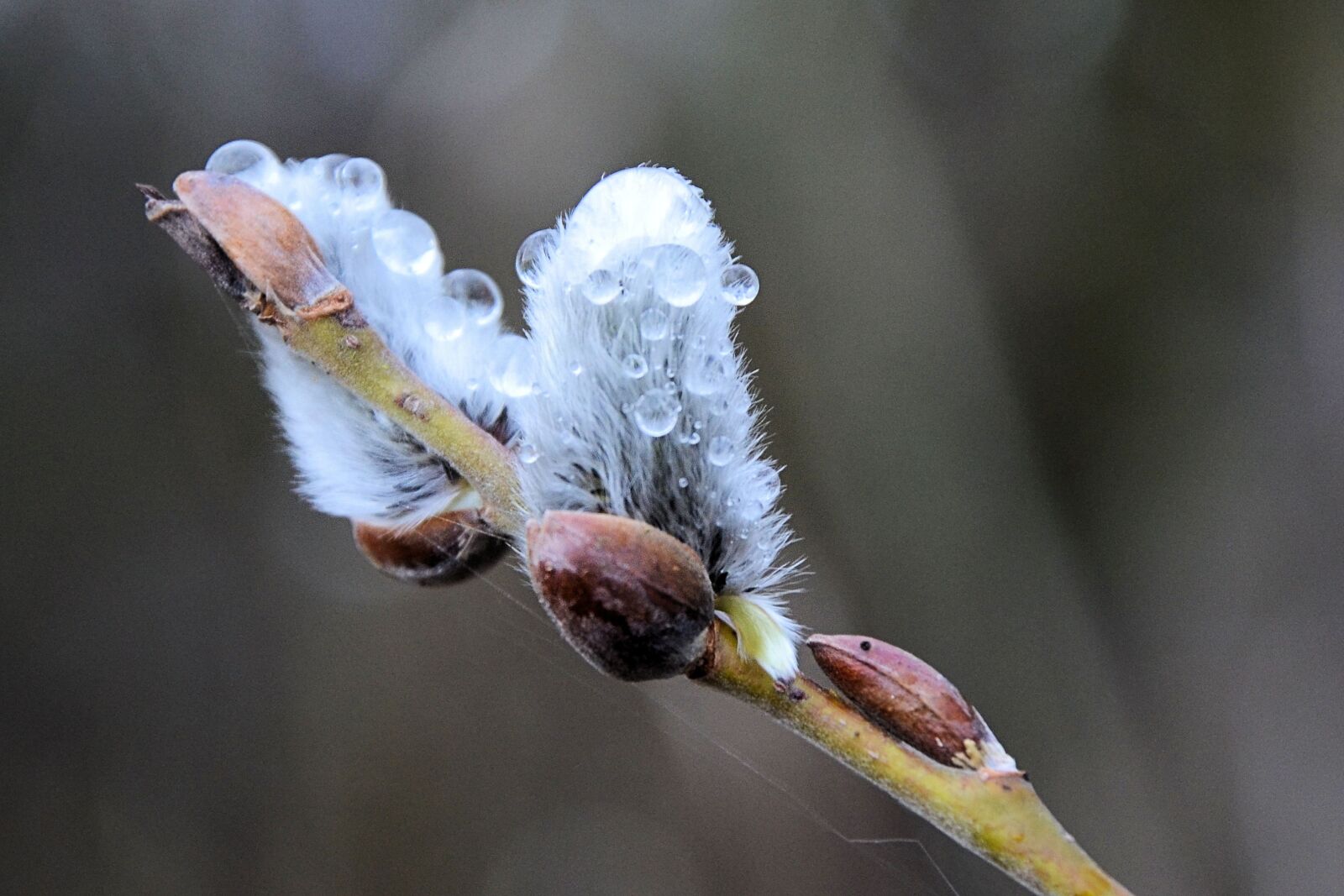 Nikon D5100 sample photo. Willow catkins, dewdrop, spring photography